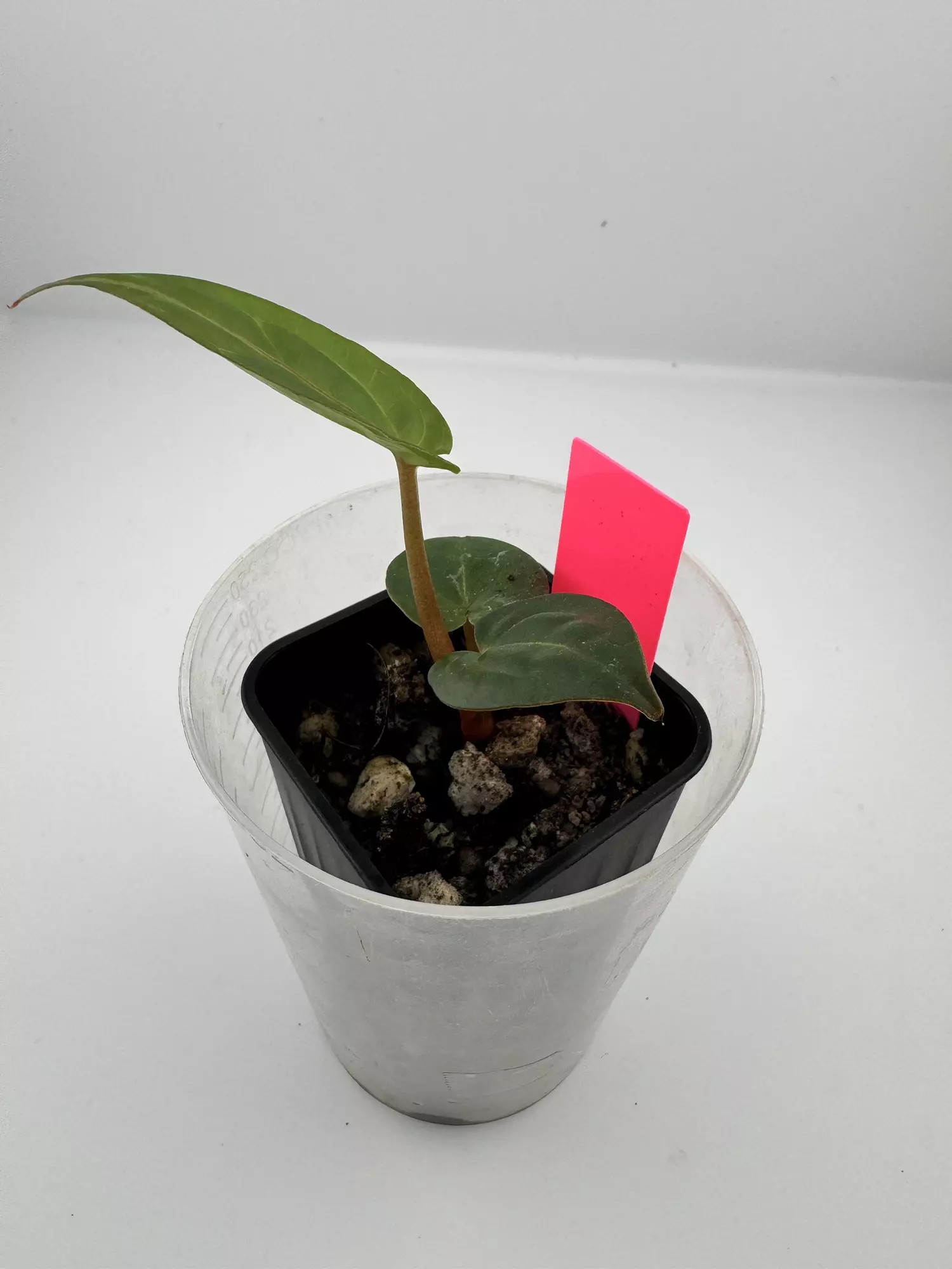 plant/P5 Zara Michelle x Carla Crystal-2