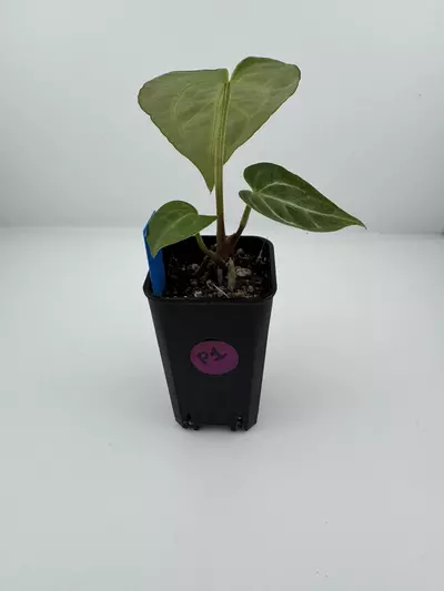 plant/P1 Carla Crystal x Red Crystal x SKG Silver Werewolf-2-thumbnail