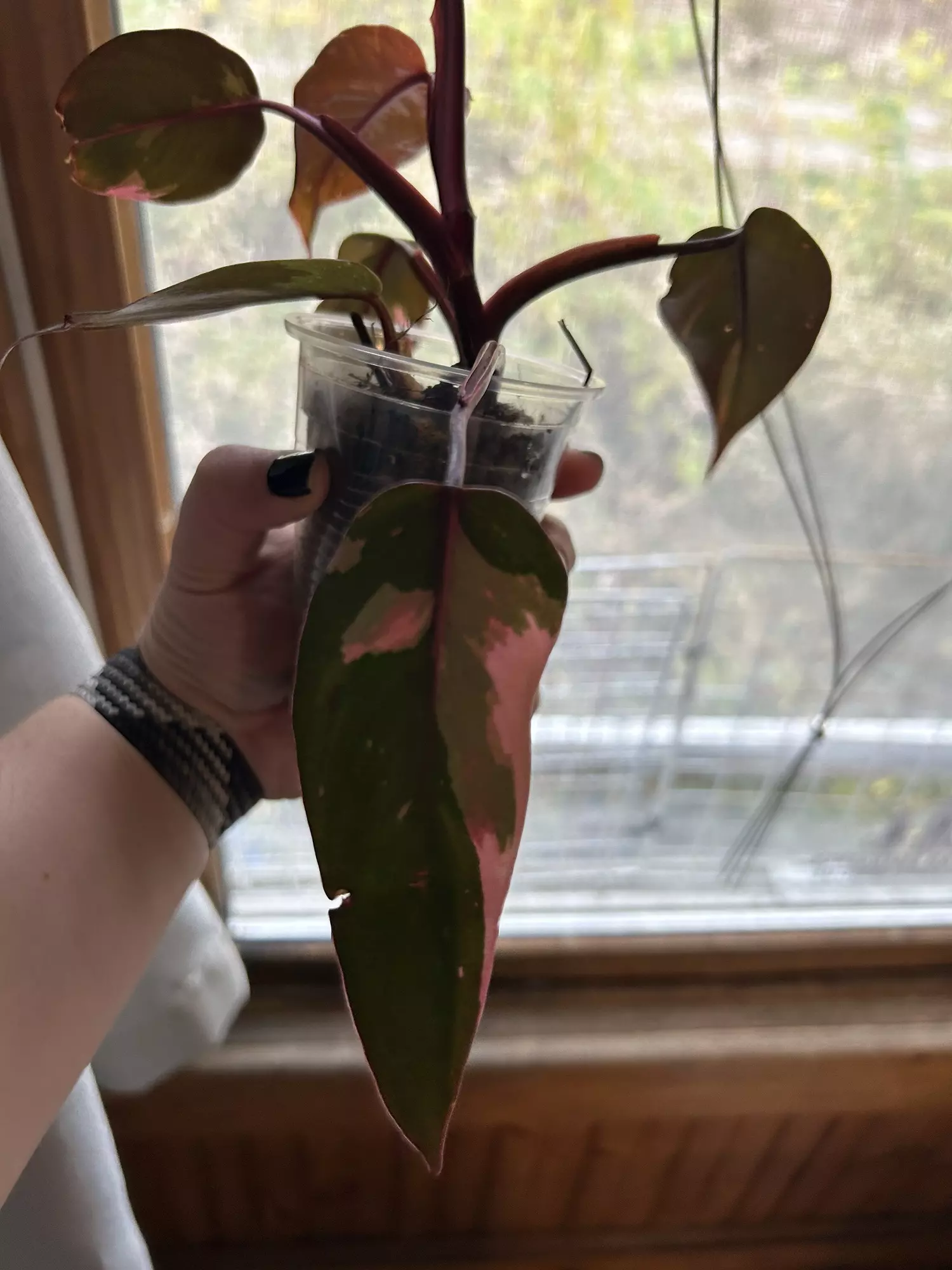 plant/Pink princess-1