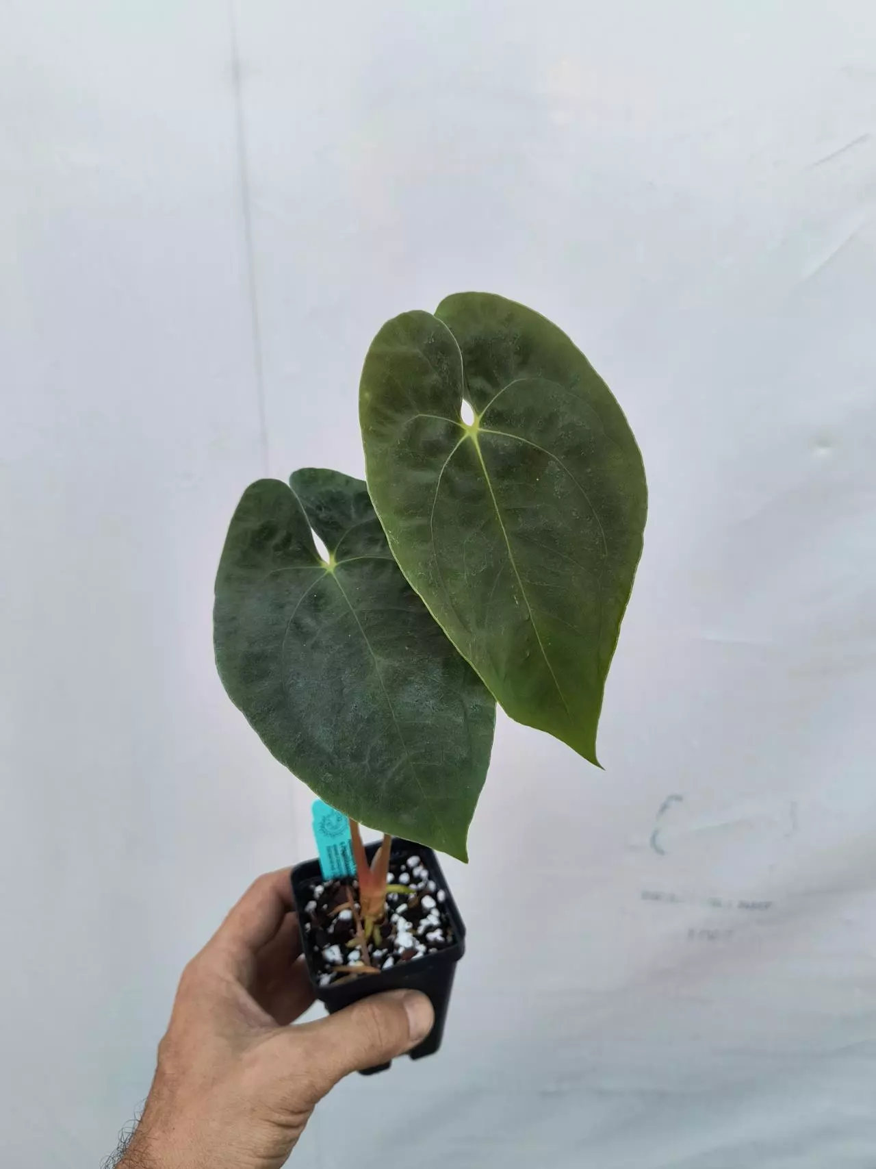 plant/P73 Papillilaminum Nice Pap #50 x Papillilaminum Nice Pap #1-3