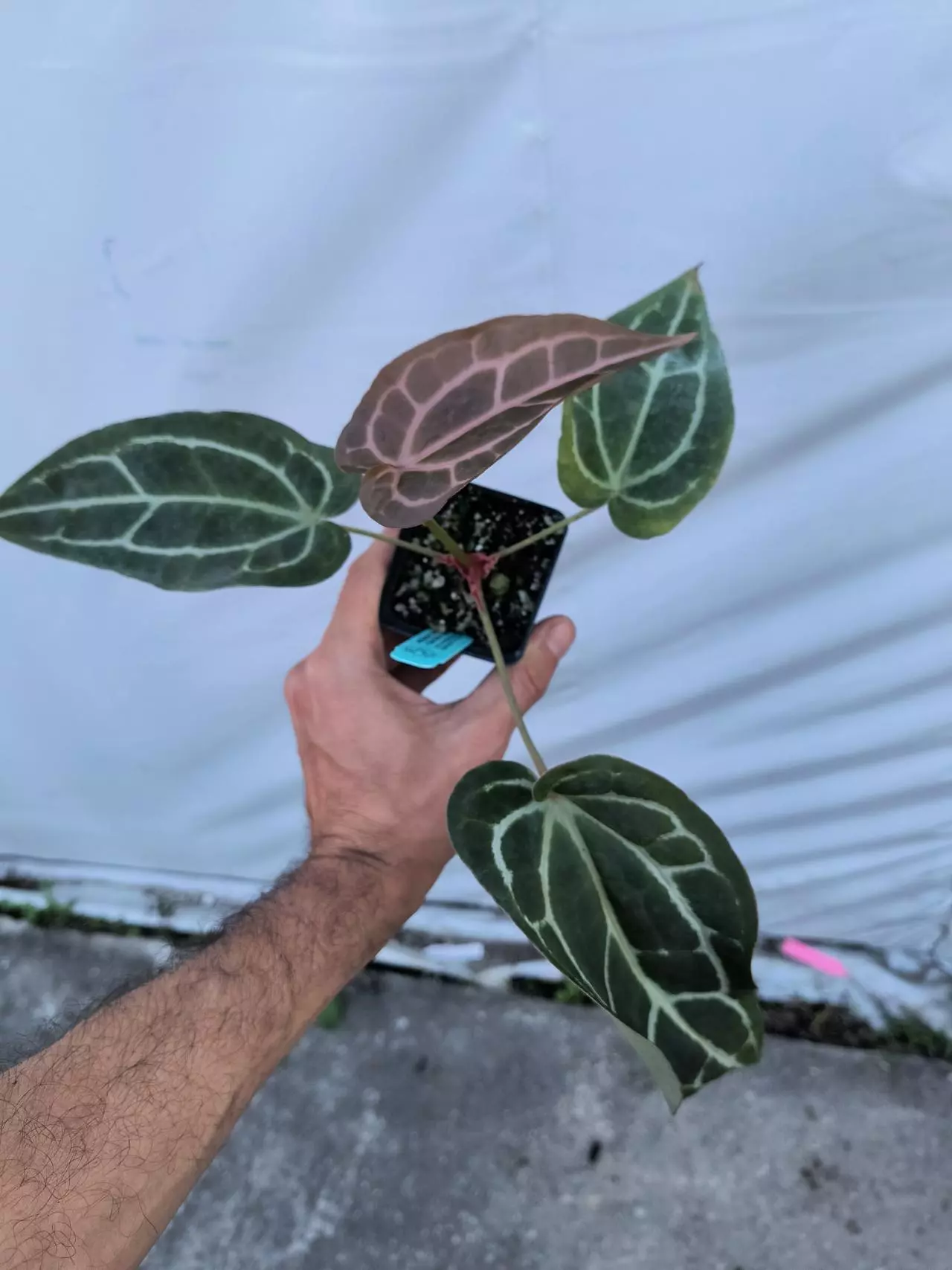 plant/P77 Swampmannii Long x Doc Block Purple F2-1