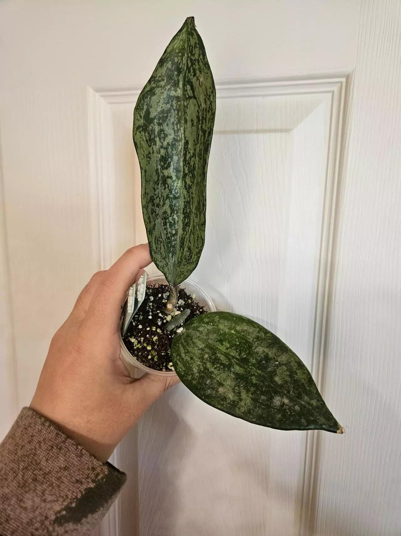 plant/Latifolia MRH-3