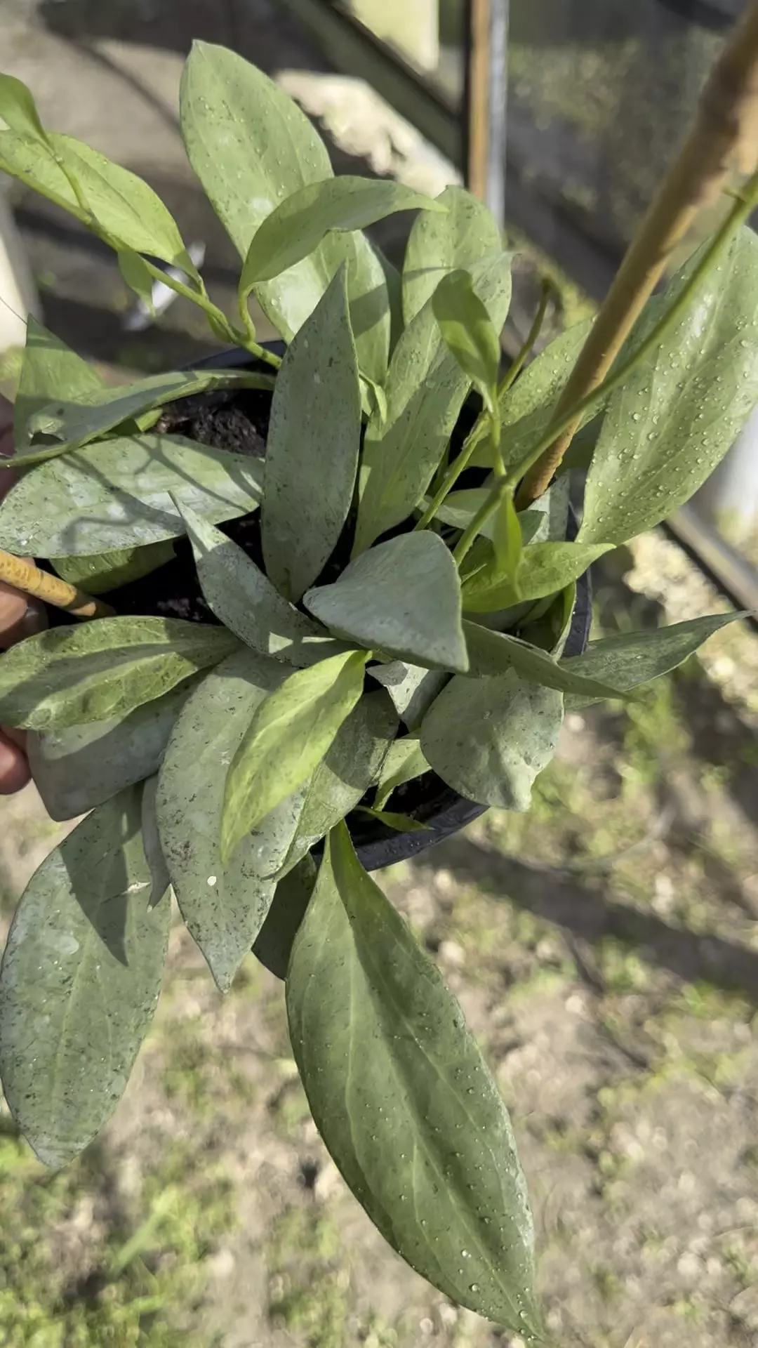 plant/Hoya New Guinea ghost -0