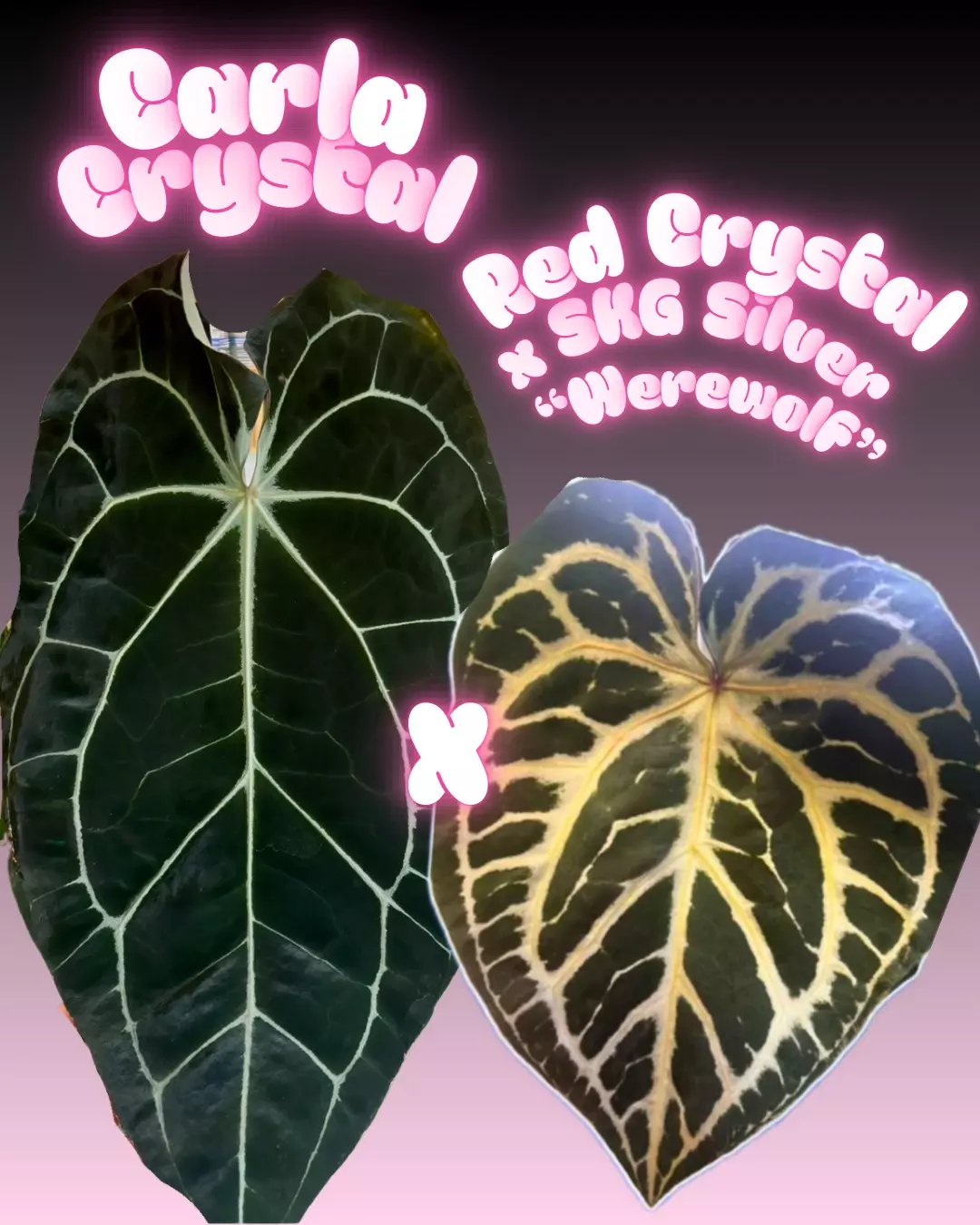 plant/P1 Carla Crystal x Red Crystal x SKG Silver Werewolf-3