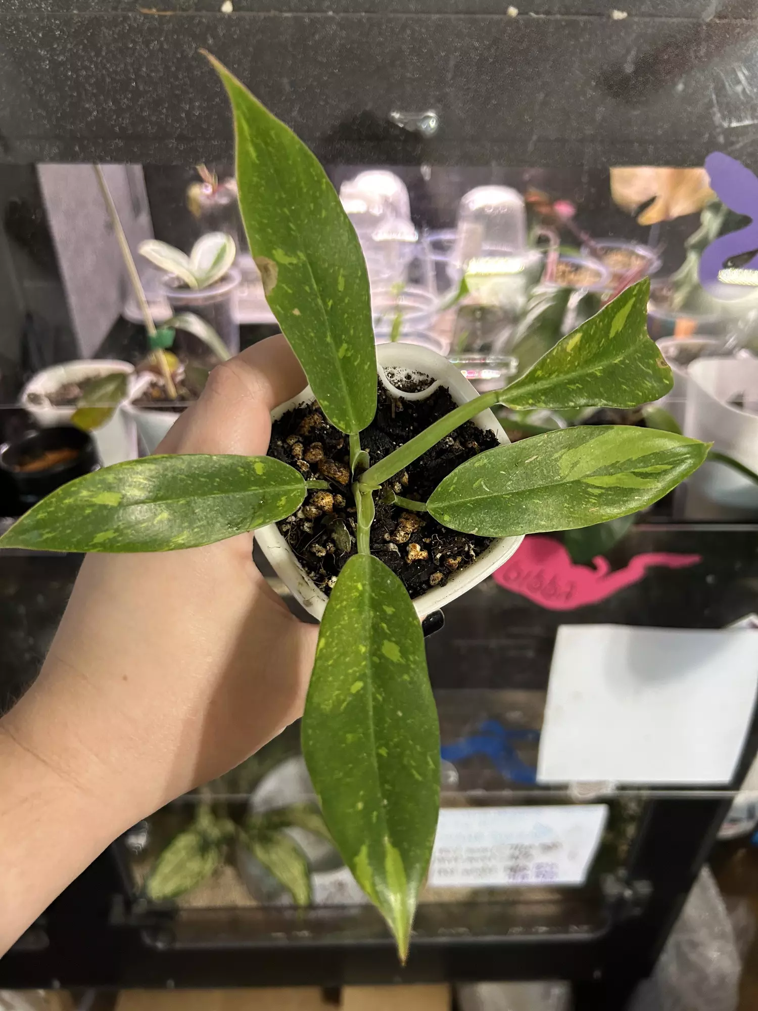 plant/Ring of Fire-0