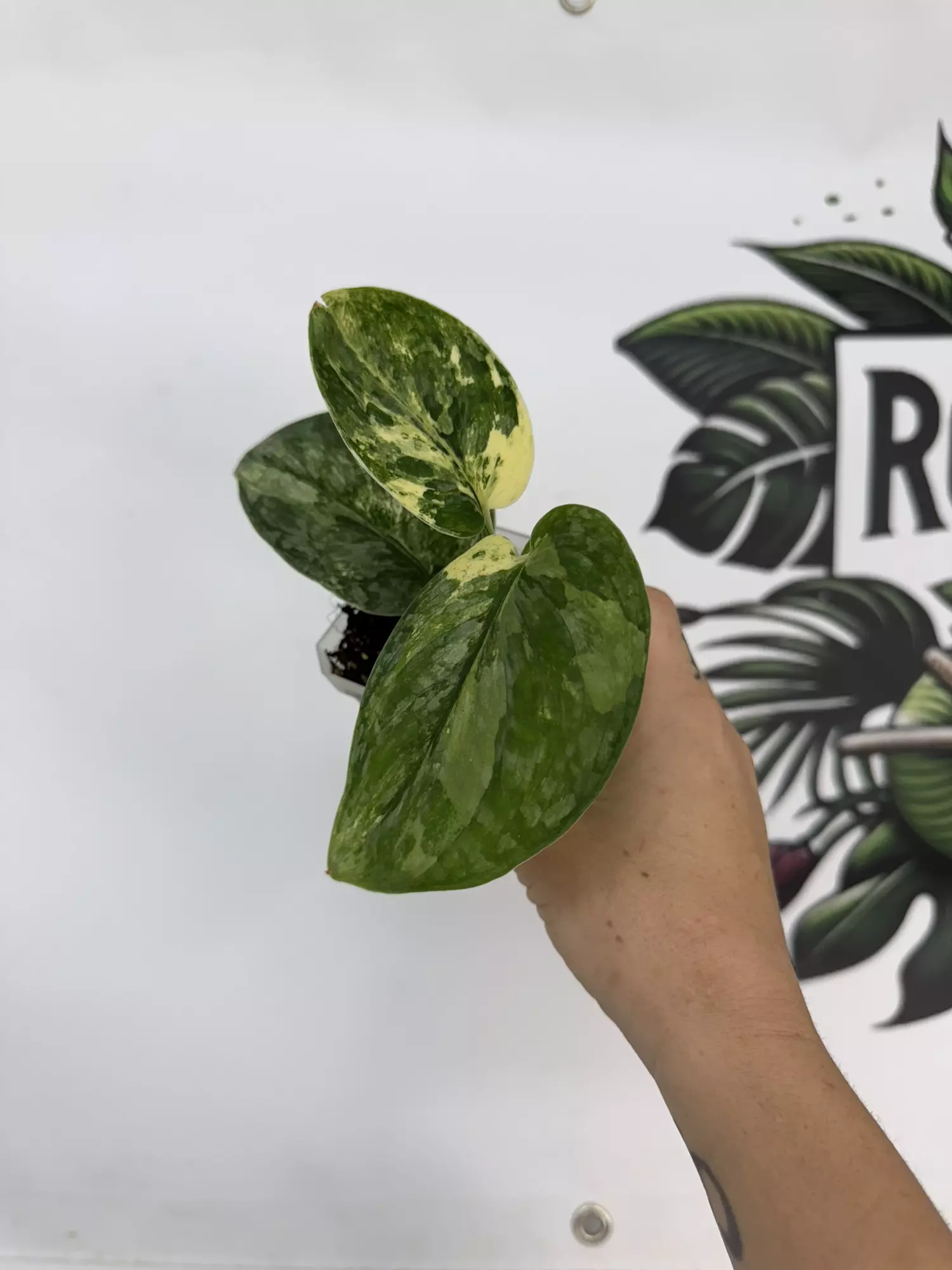 plant/Scindapsus Peasun-0