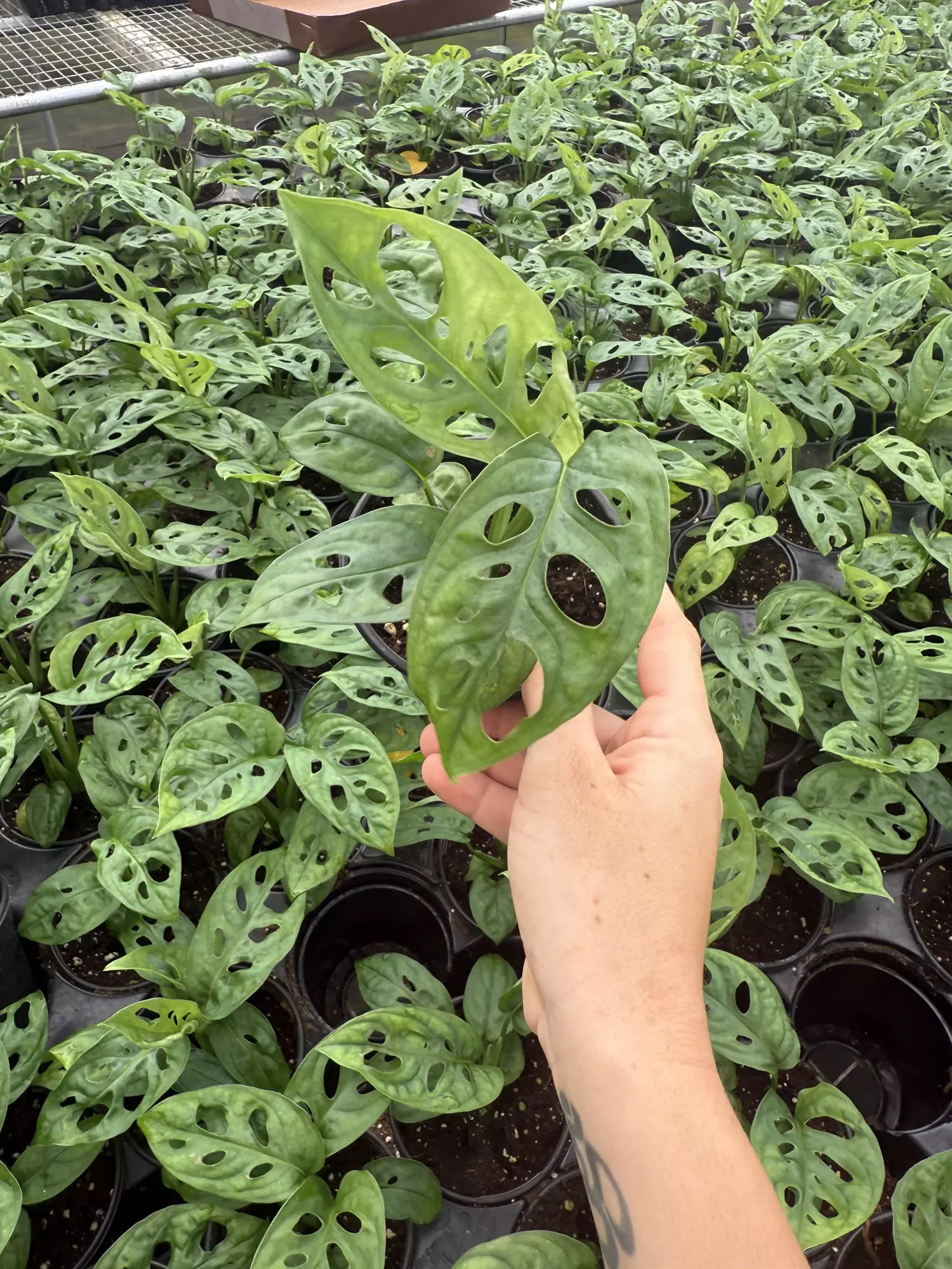 plant/Monstera Adansonii 4” - GROWERS CHOICE-0