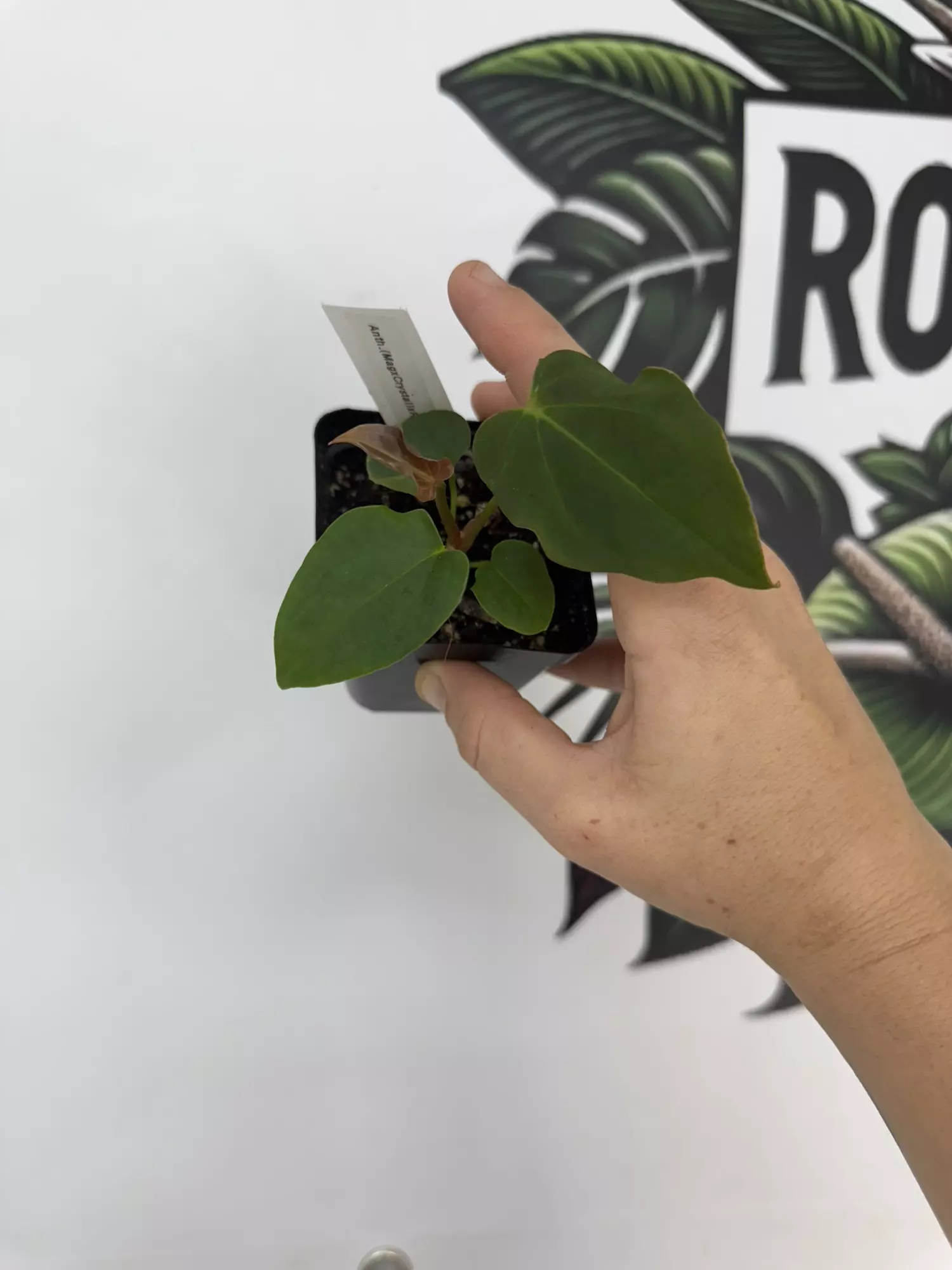 plant/Anthurium Mag x Crystal x RLFS X BVEP-0