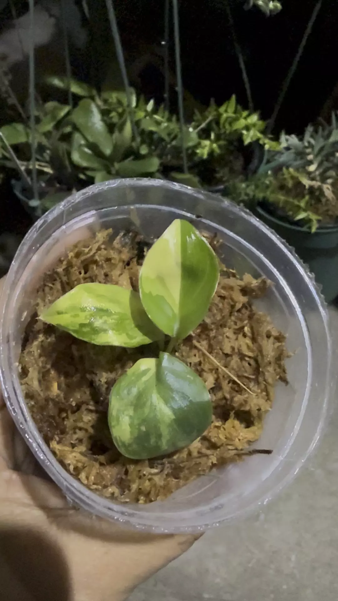 plant/Philodendron Burle mars variegated - p-0