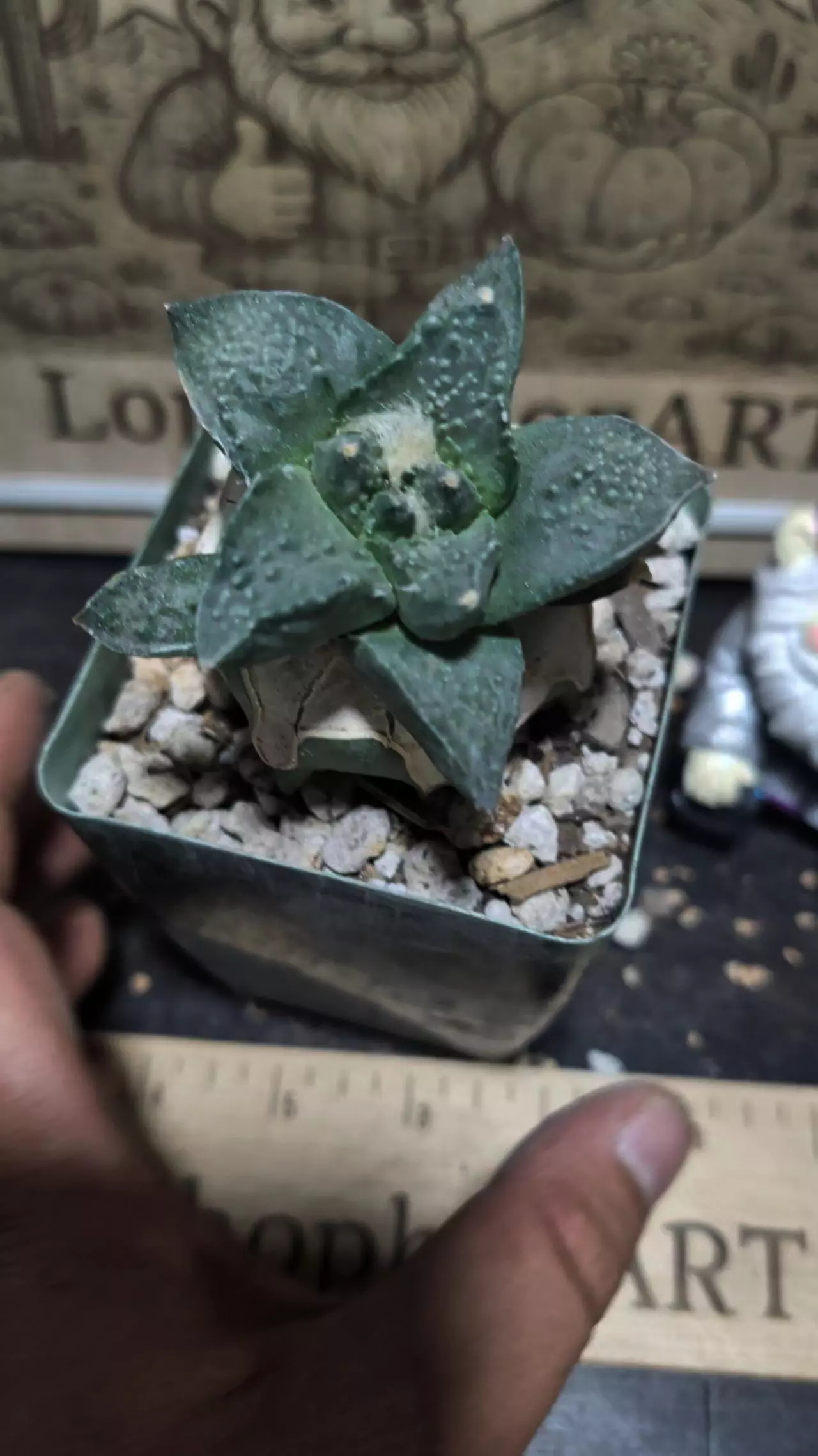 plant/Ariocarpus cauliflower hybrid-0