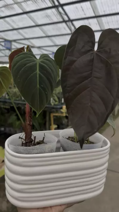 plant/White pot for 2 plants-0-thumbnail