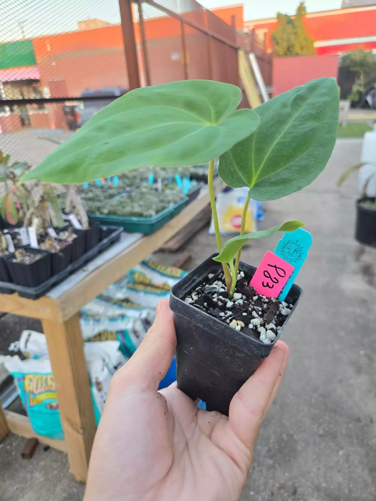 plant/P83 Papillaminum Ree Gardens x Besseae Aff-3