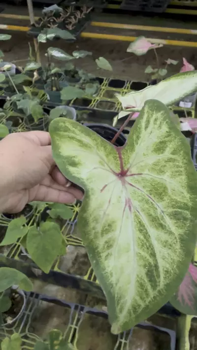 plant/Caladium -p4-0-thumbnail