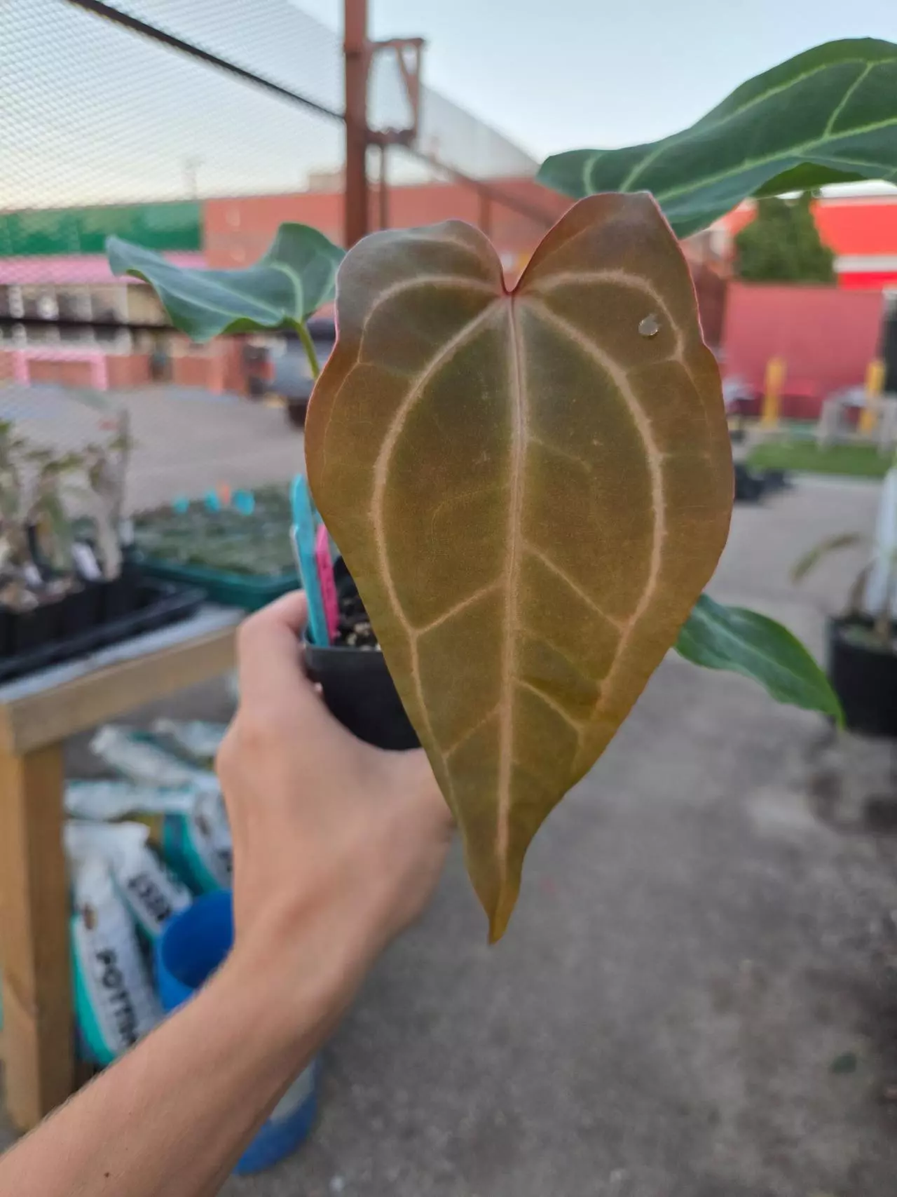 plant/P87 reddish emergent. Tim Anderson Mag Pap #2 x sp Silver Peru-1