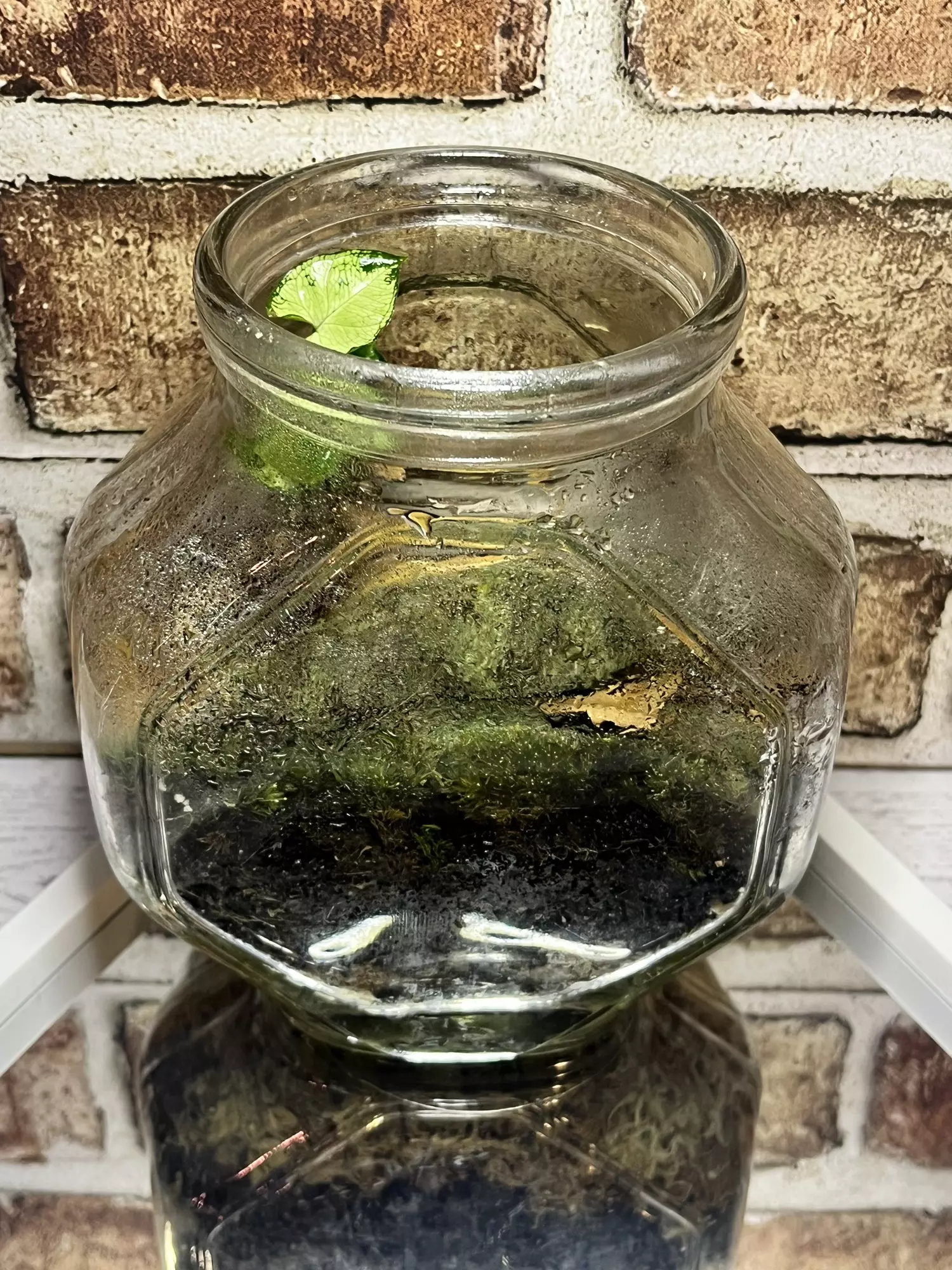 plant/Isopod Terrarium L-0