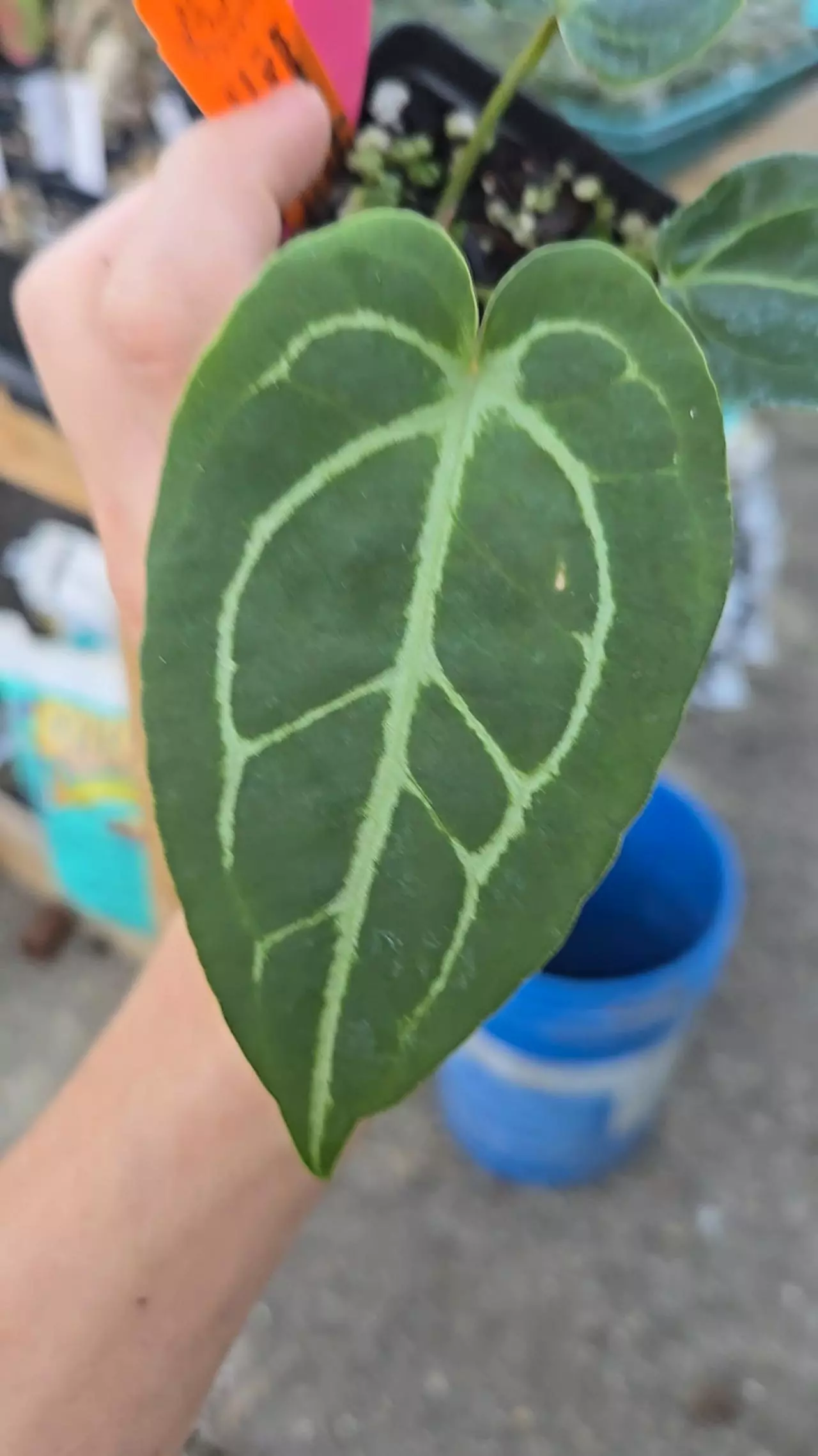 plant/P84 Rotundatum X x Doc Block Purple #3 F2-0