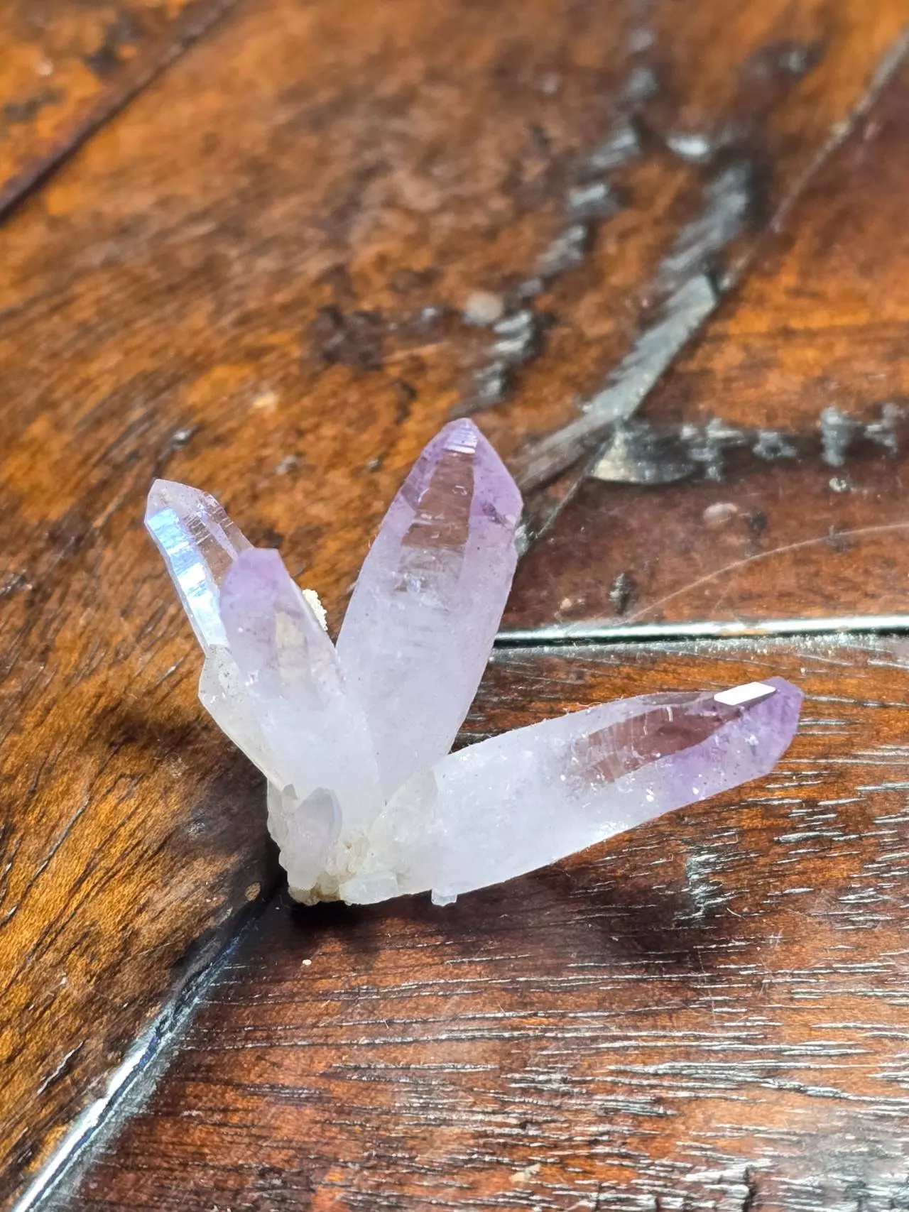 plant/Amethyst Vera Cruz Mexico-0