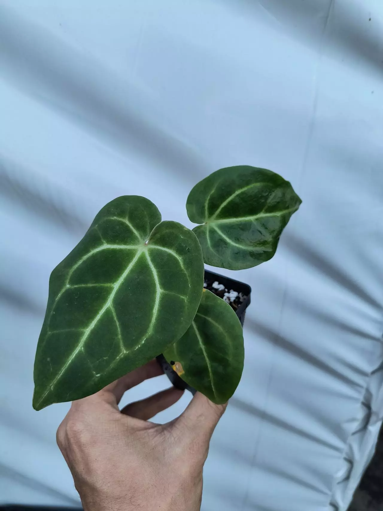 plant/P82 Costa Rican Crystal x self-3