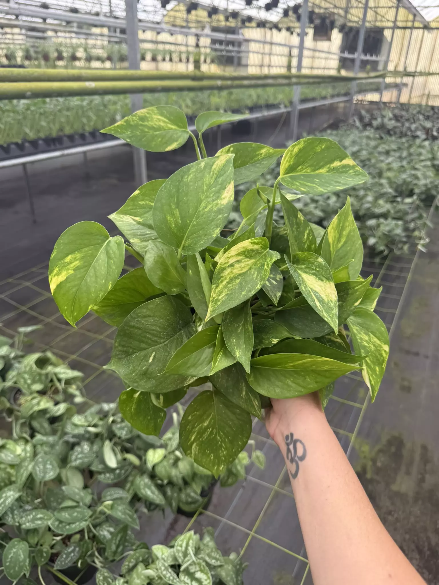 plant/Golden Pothos-0