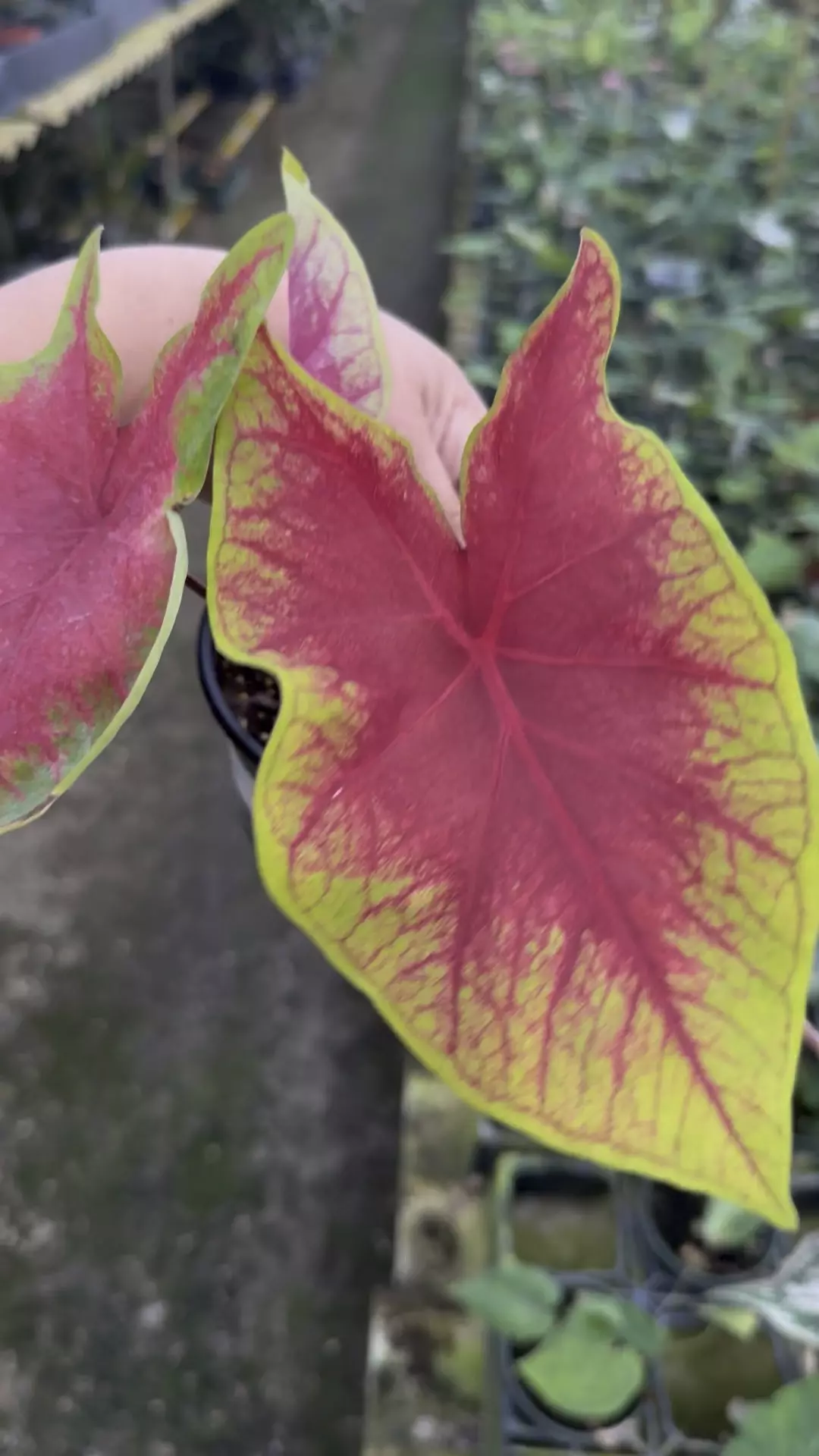 plant/Caladium Medal -p-0