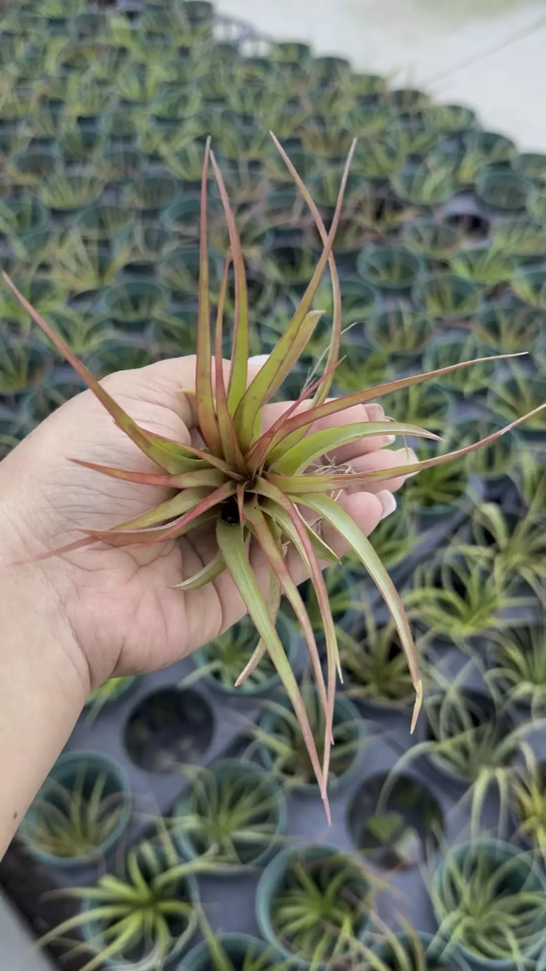 plant/Combo: 3 tillandsia airplants-0