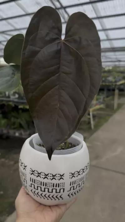 plant/White Decorative Planter Pot-1-thumbnail