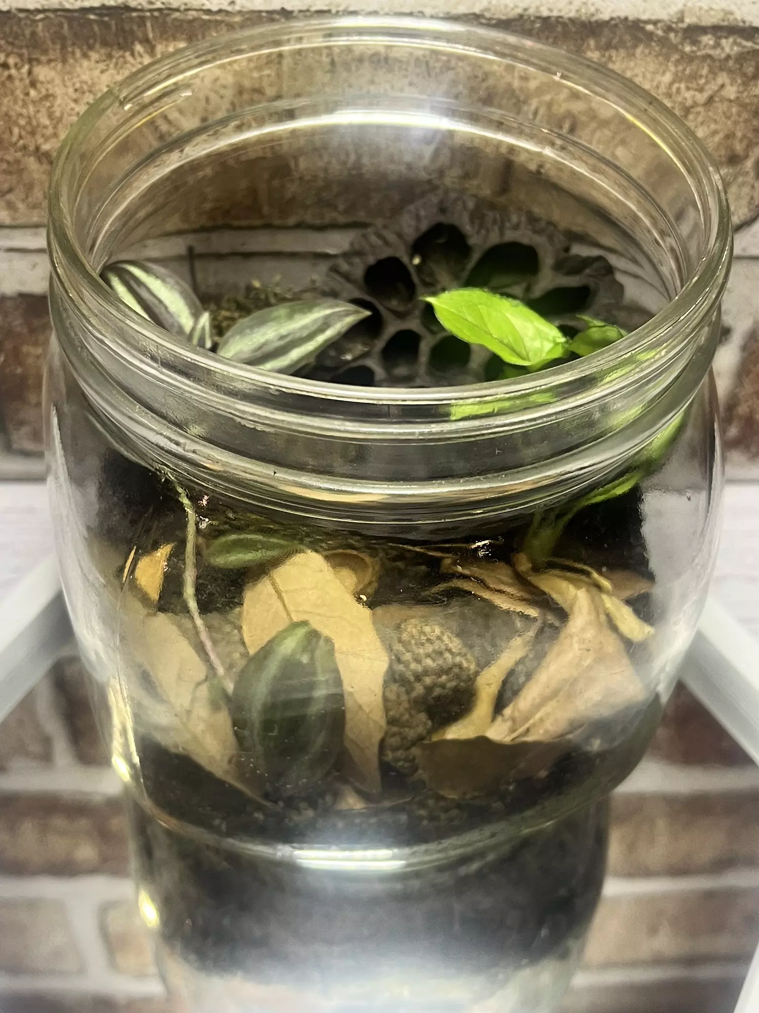 plant/Isopod Terrarium L-0