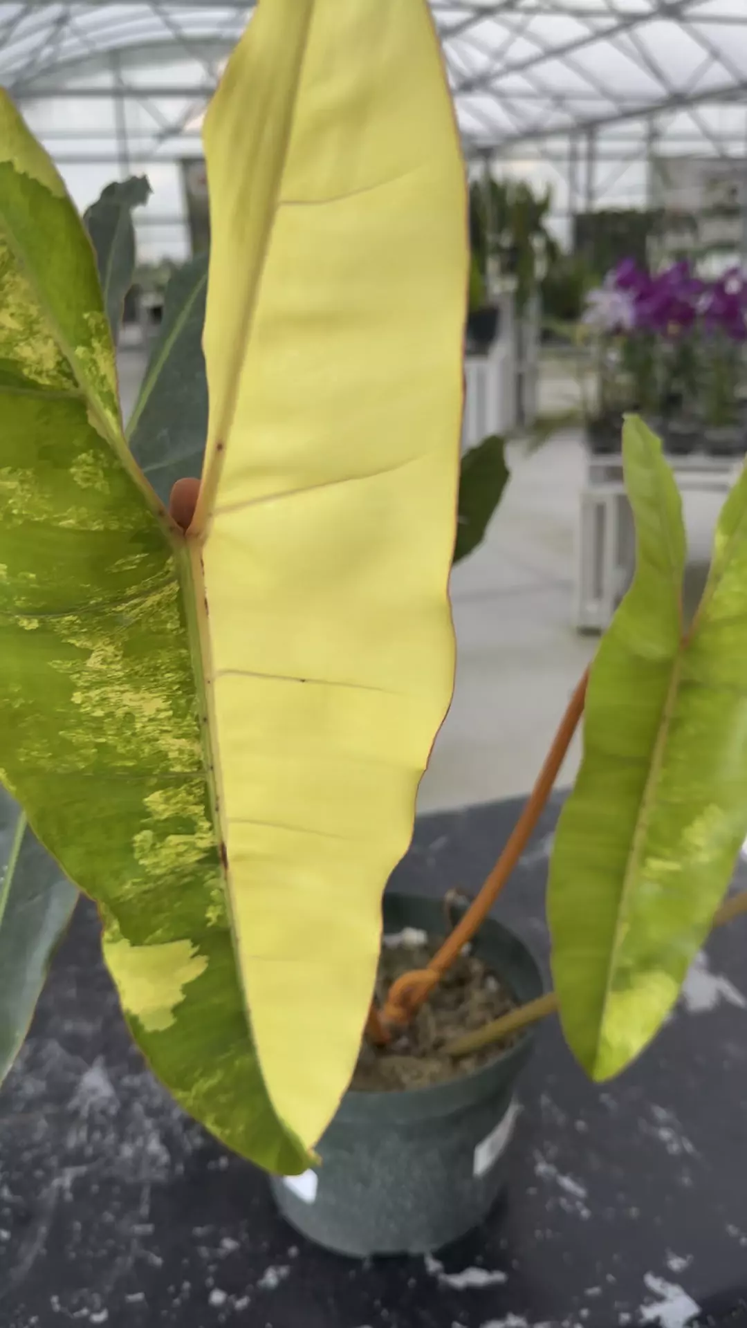 plant/Philodendron billaetiae variegated -p-0