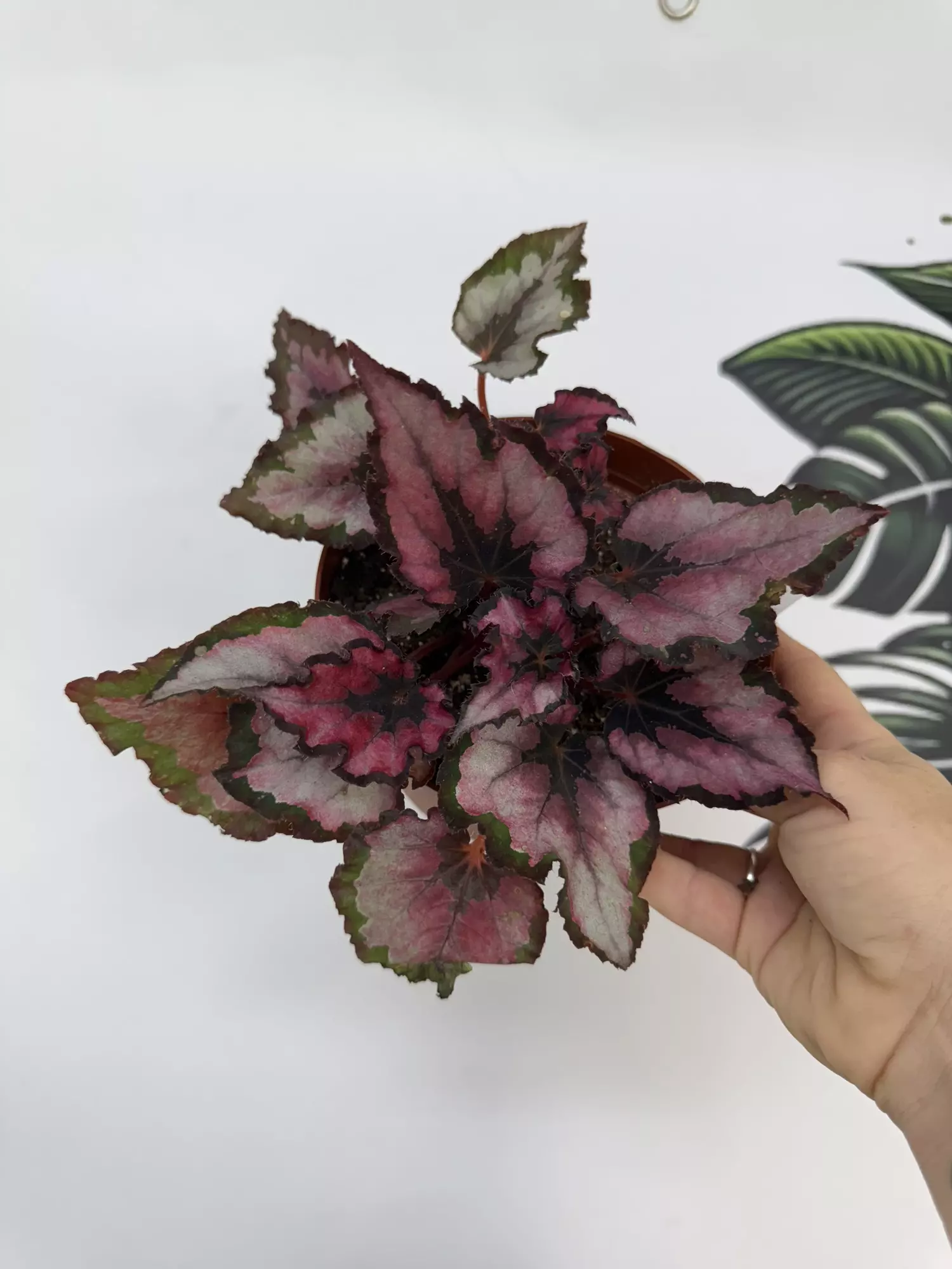 plant/Begonia Red Robin 6”-0