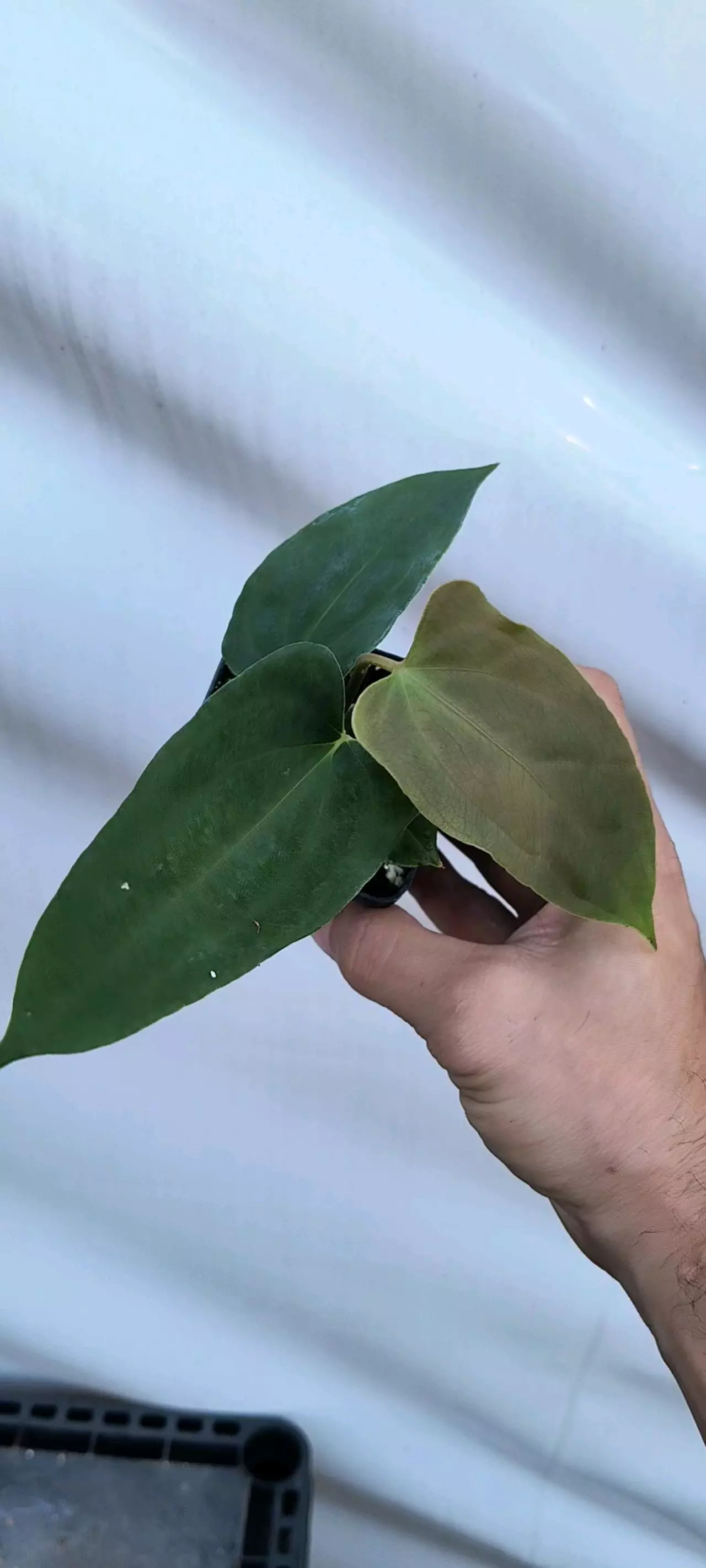 plant/P80 Papillilaminum Ree Gardens x open-0