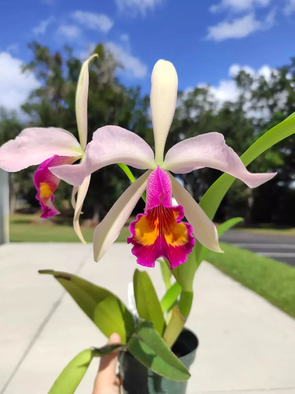 plant/Cattleya kiat tan -p-0