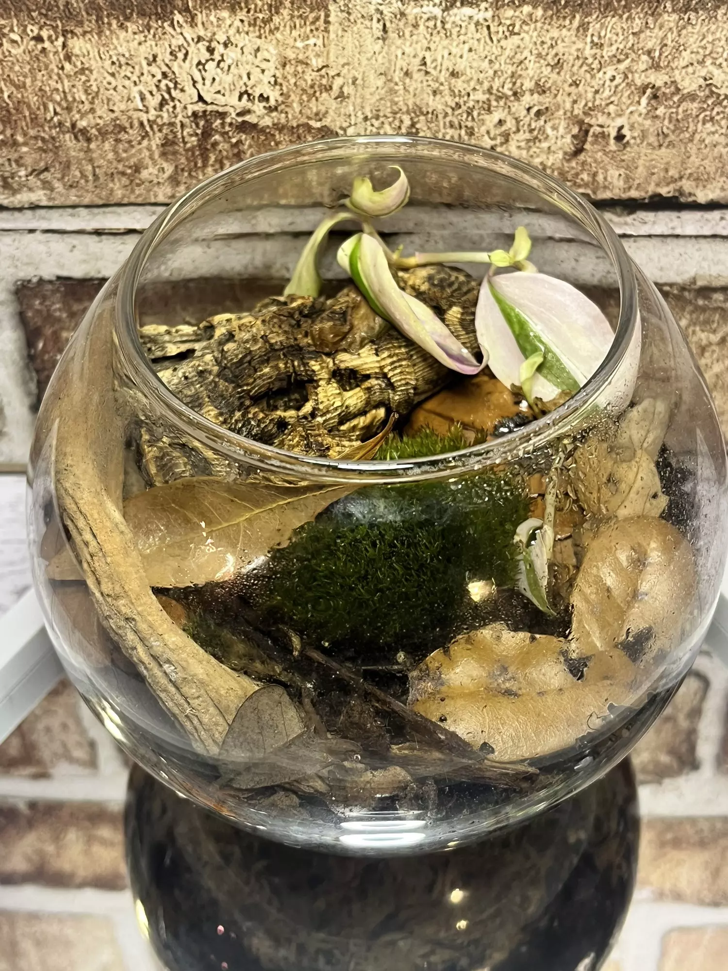 plant/Isopod Terrarium S-0