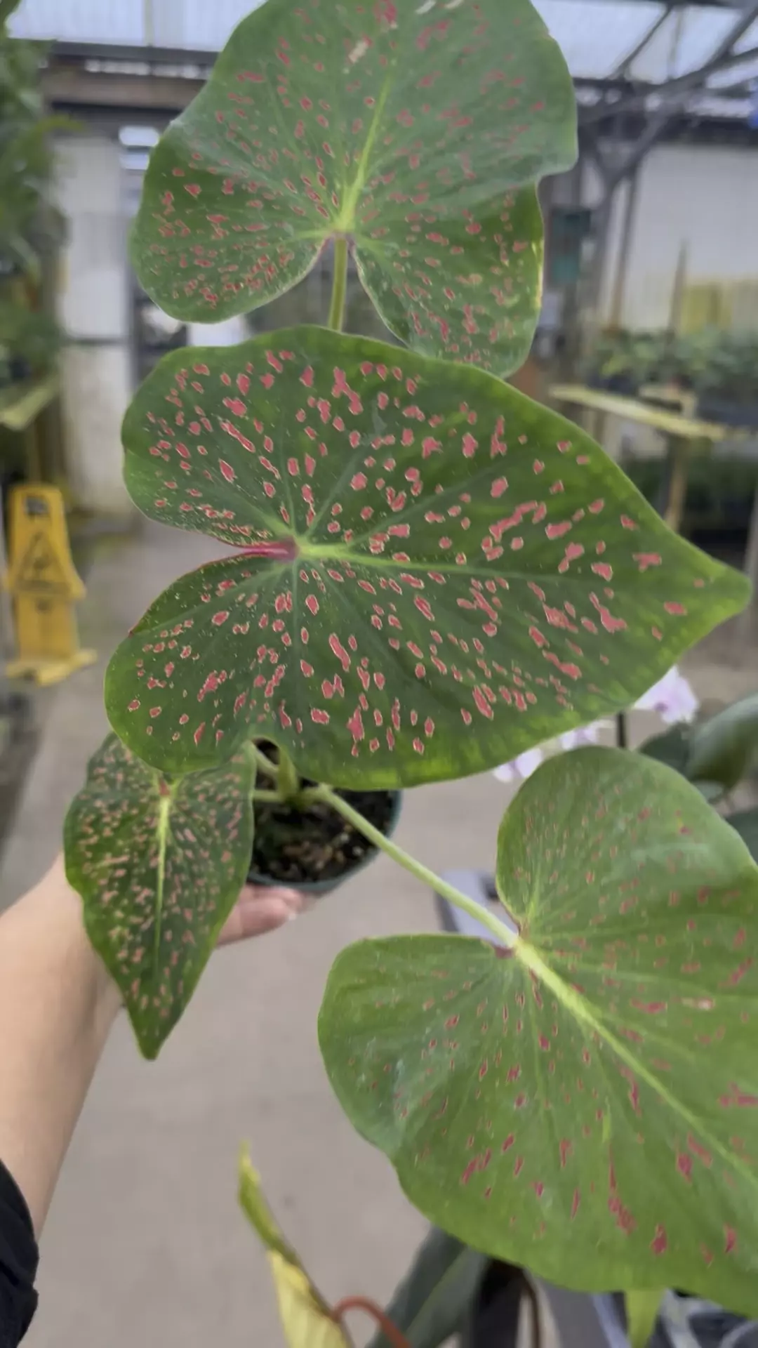 plant/Caladium rice bean -p-0