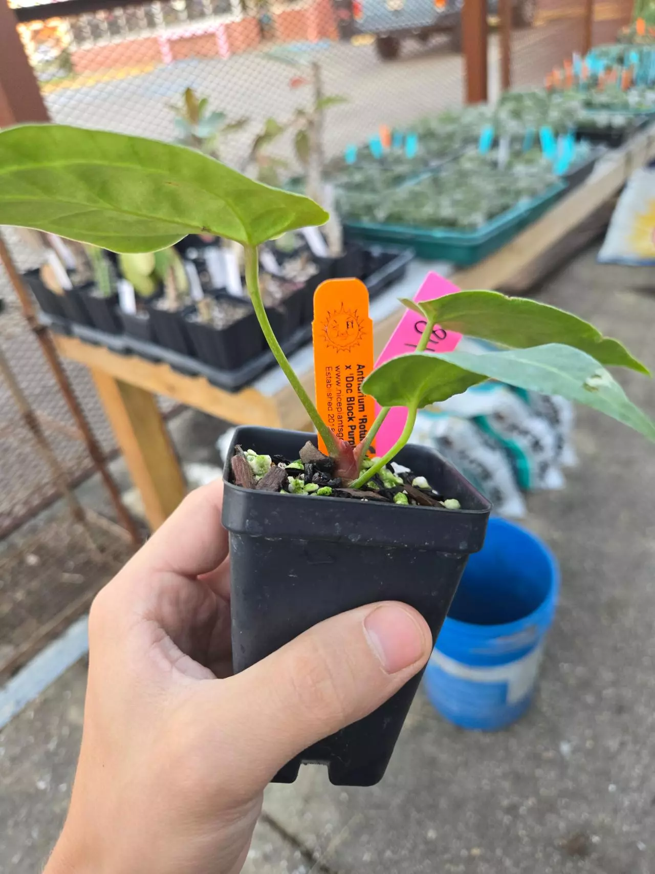 plant/P84 Rotundatum X x Doc Block Purple #3 F2-3