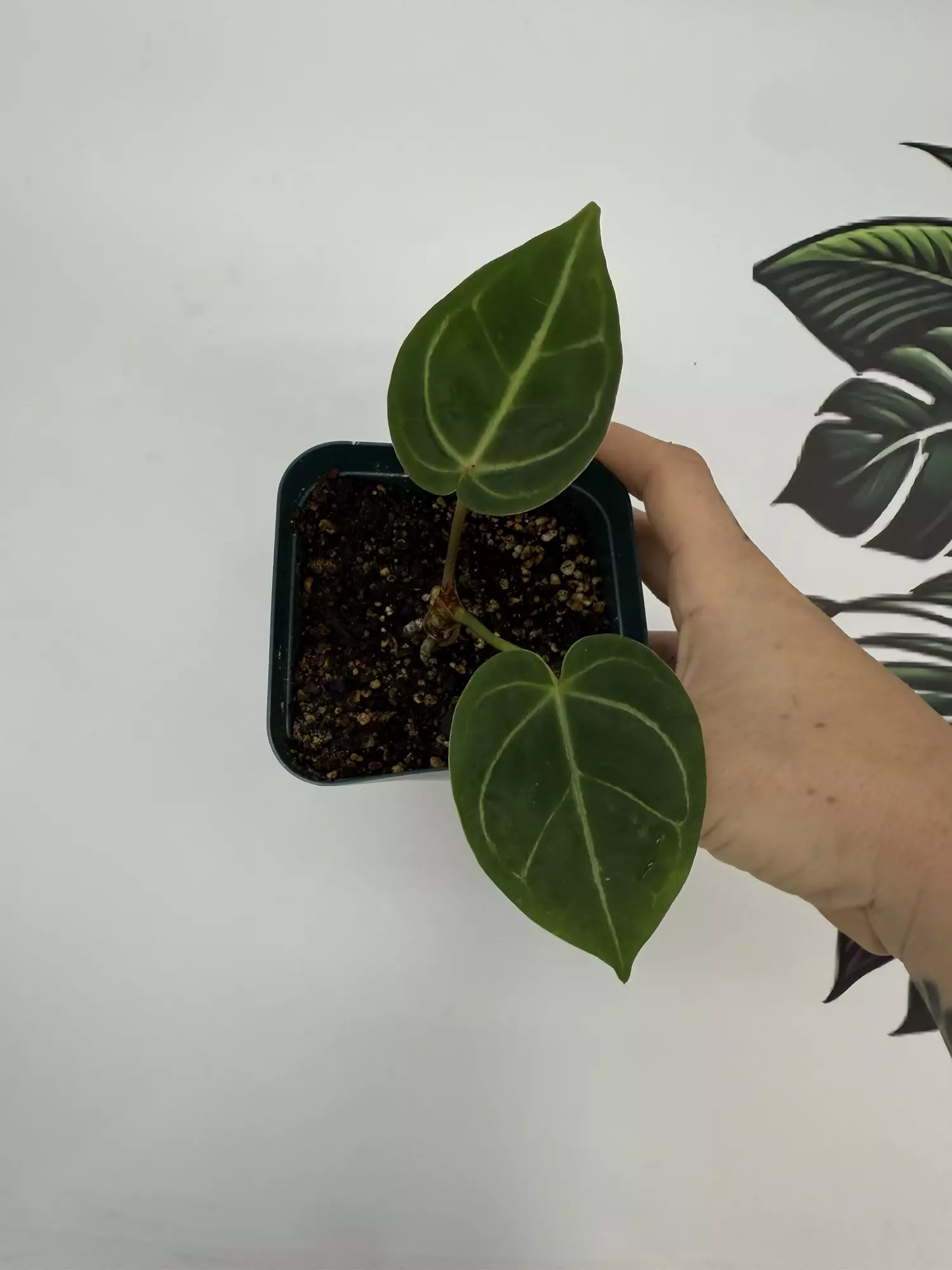 plant/Anthurium Caycee x Doc block Brielle X Zara  -0