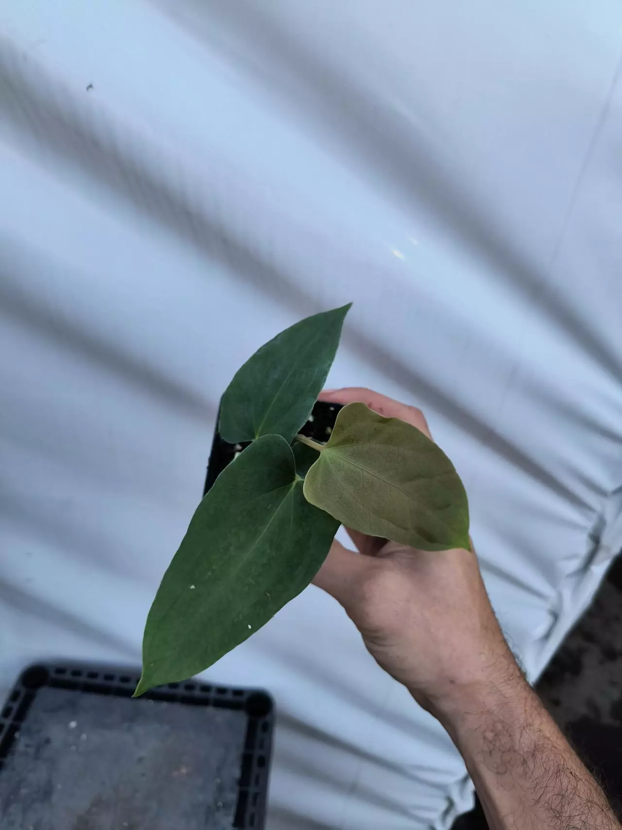 plant/P80 Papillilaminum Ree Gardens x open-1