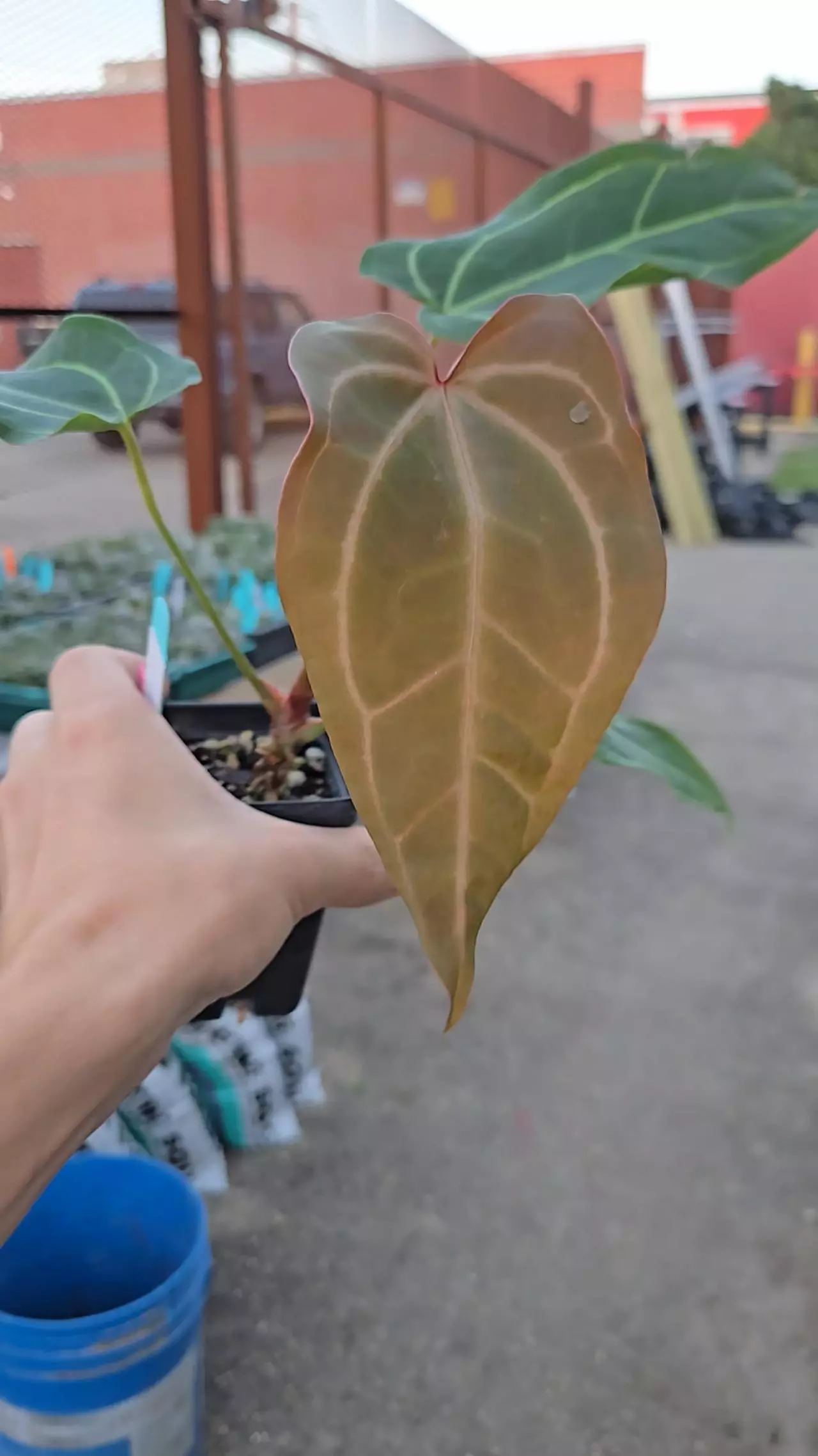 plant/P87 reddish emergent. Tim Anderson Mag Pap #2 x sp Silver Peru-0