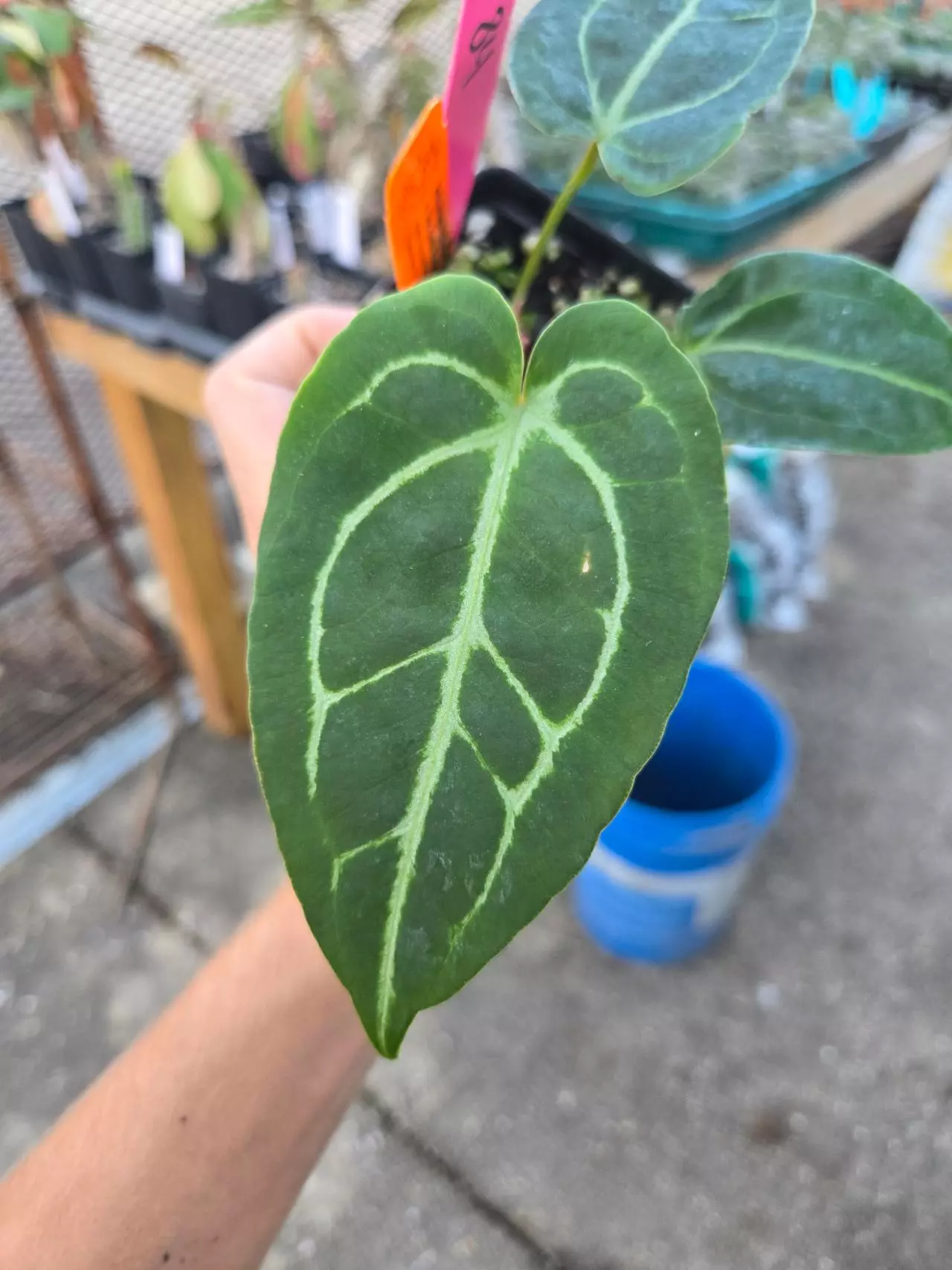 plant/P84 Rotundatum X x Doc Block Purple #3 F2-1