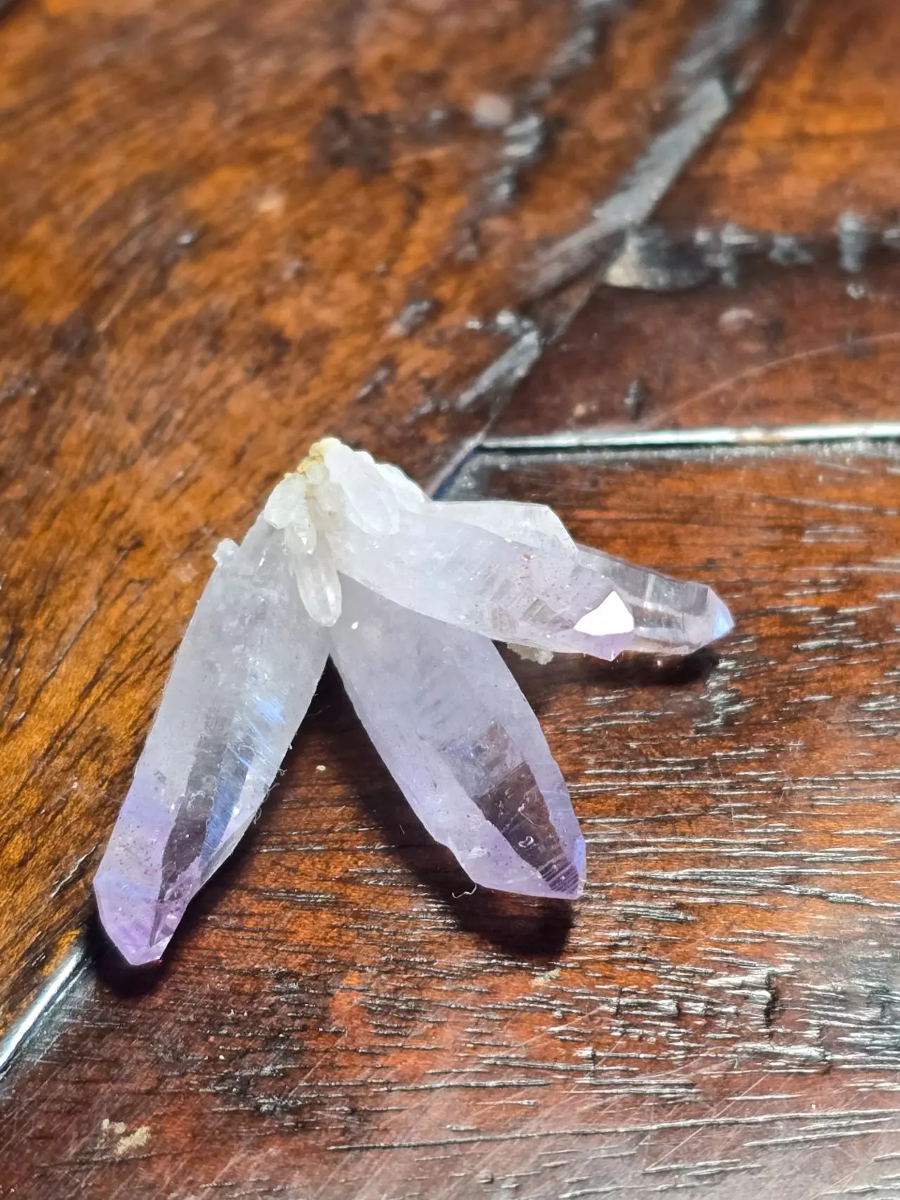 plant/Amethyst Vera Cruz Mexico-1