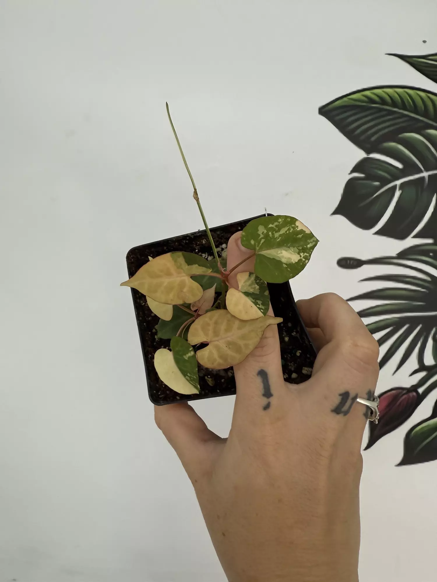 plant/Fallopia Multiflora Variegated -0