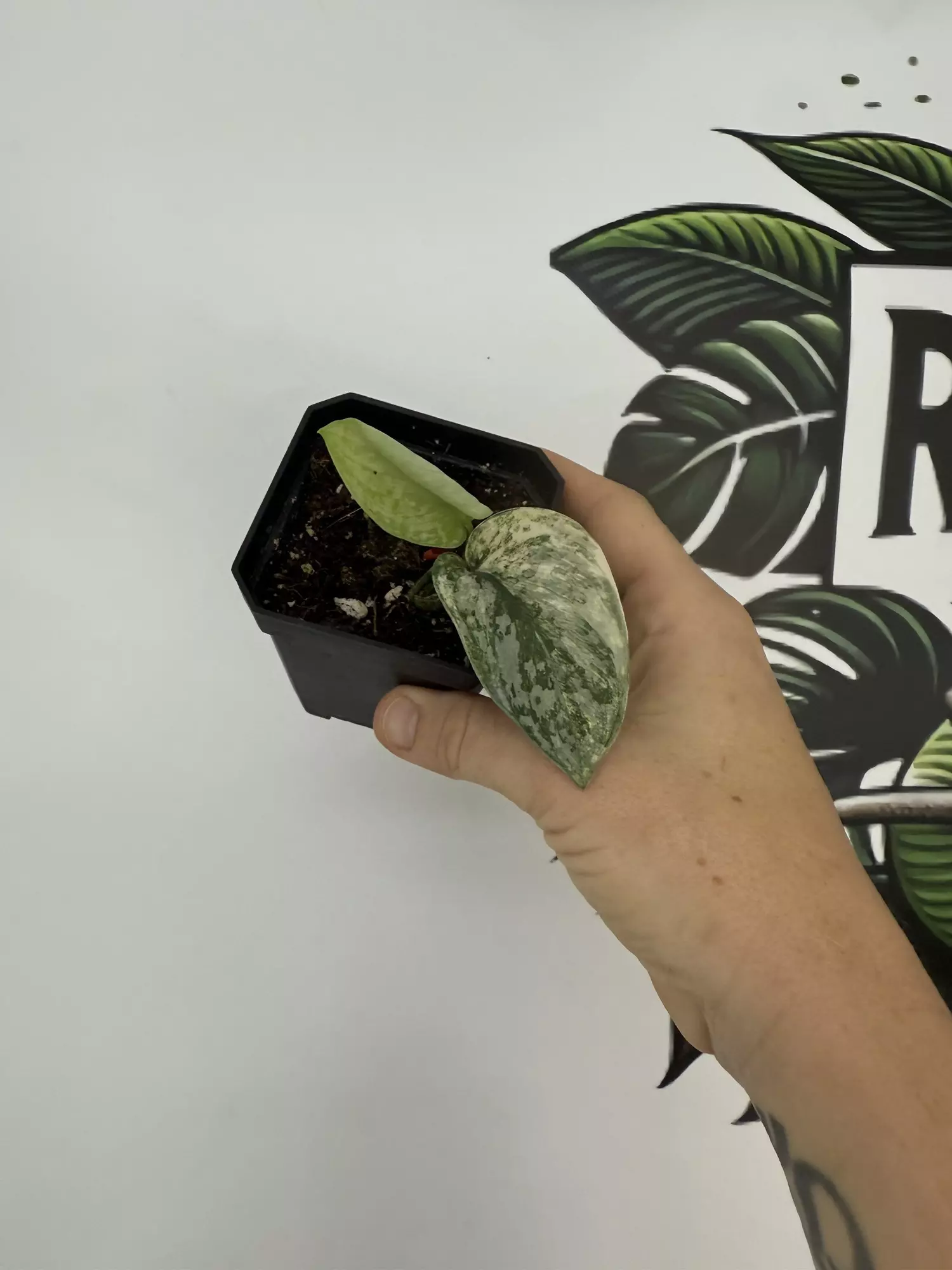 plant/Scindapsus Silver Cloud Variegated -0