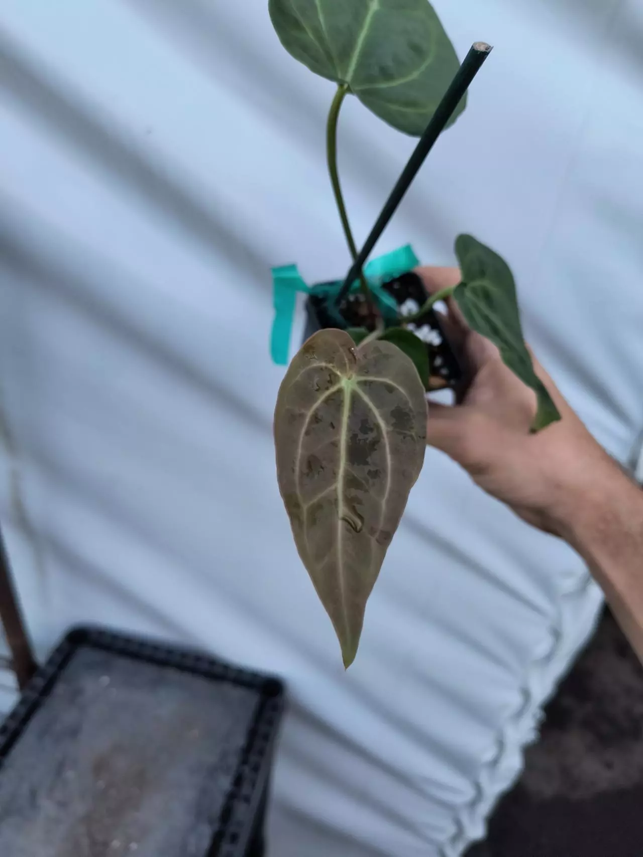 plant/P85 Goldenchild F2 (Papillilaminum Ree Gardens/Doc Block Purple F2)-1