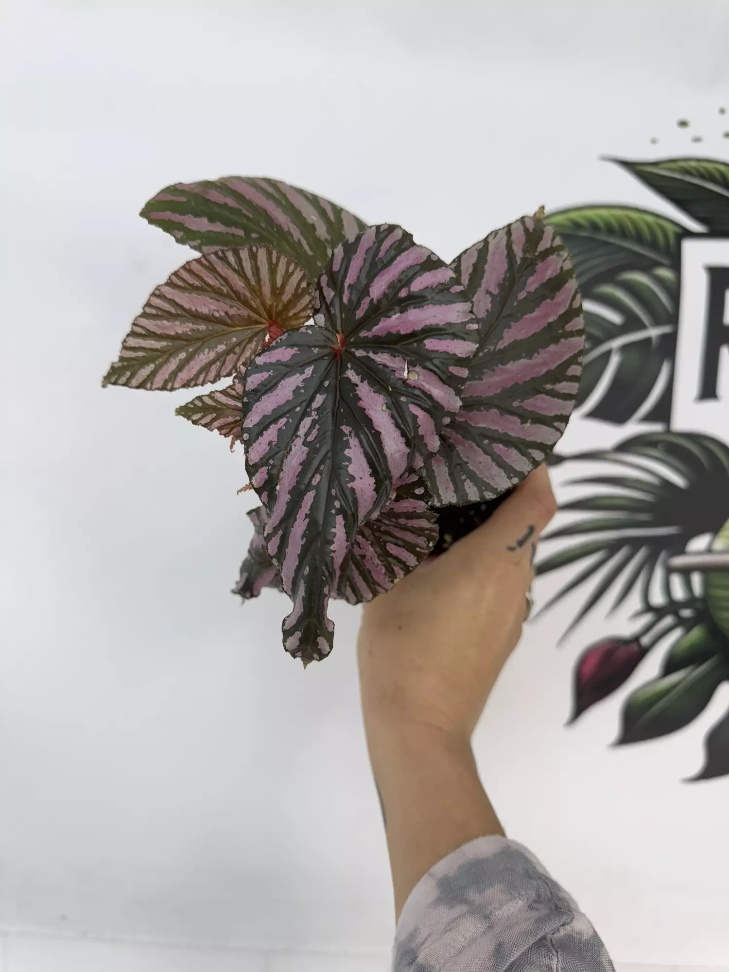 plant/Begonia Brevirmosa-0