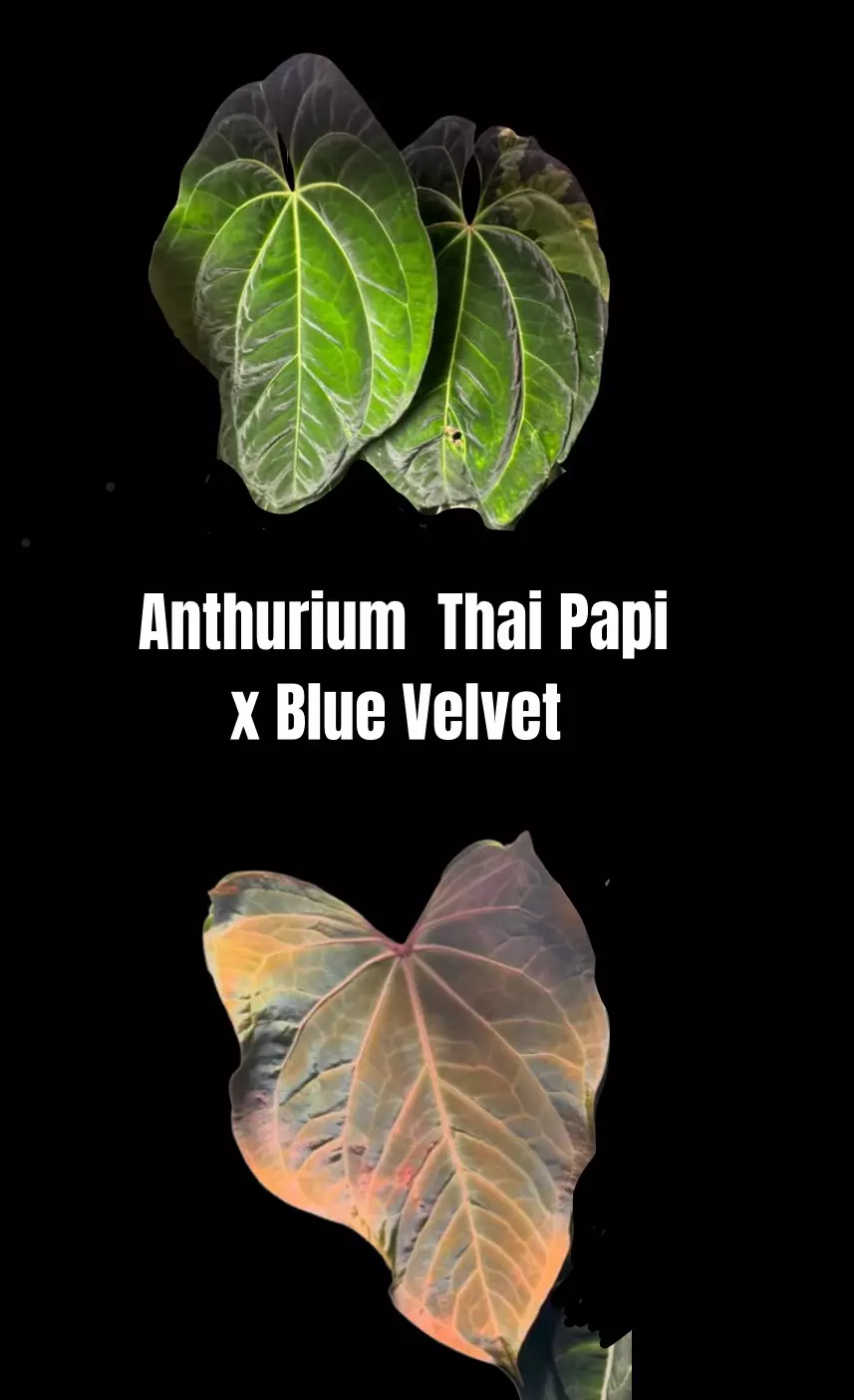 plant/Anthurium Thai Papi X Blue Velvet-1