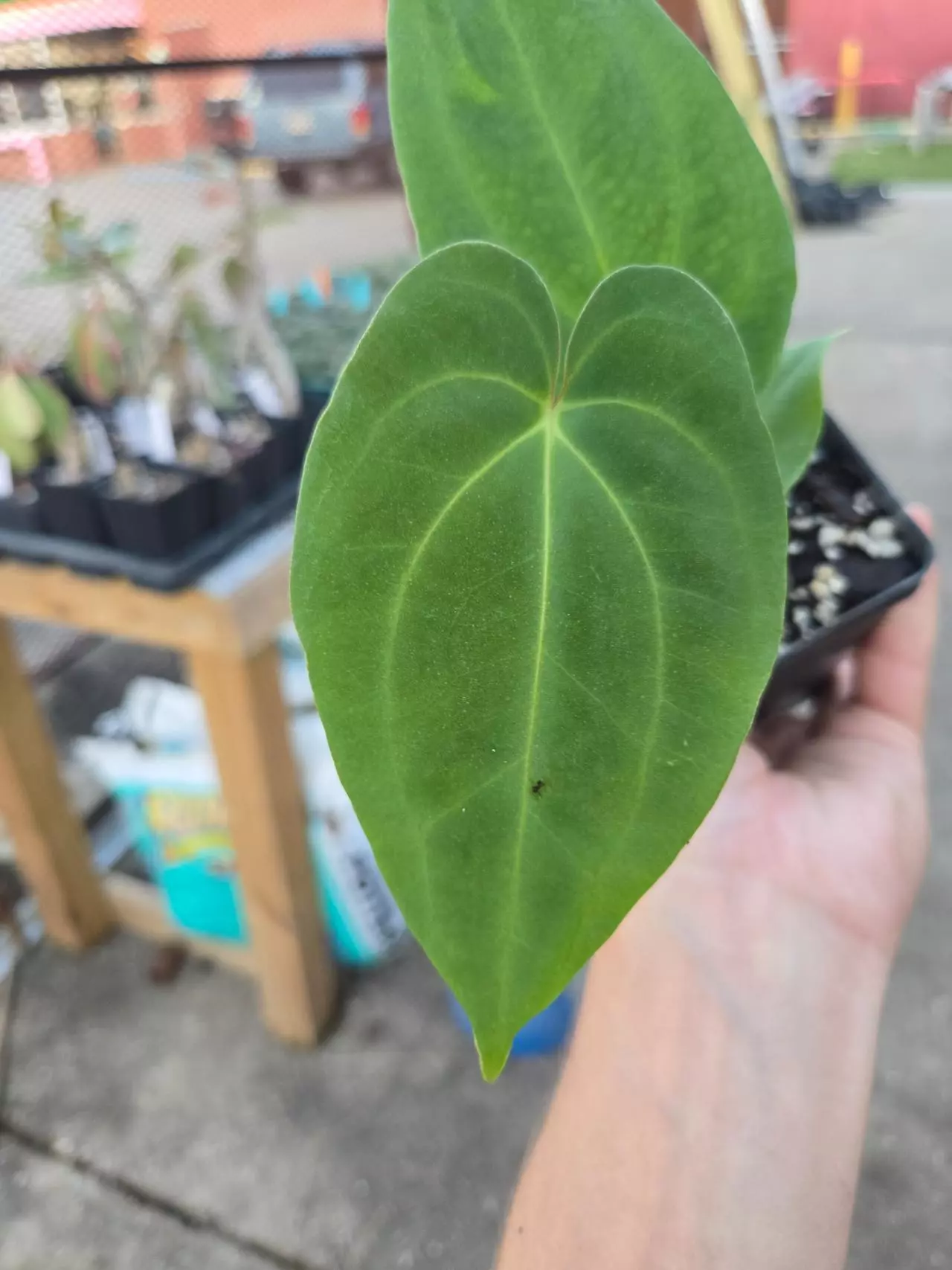 plant/P83 Papillaminum Ree Gardens x Besseae Aff-1