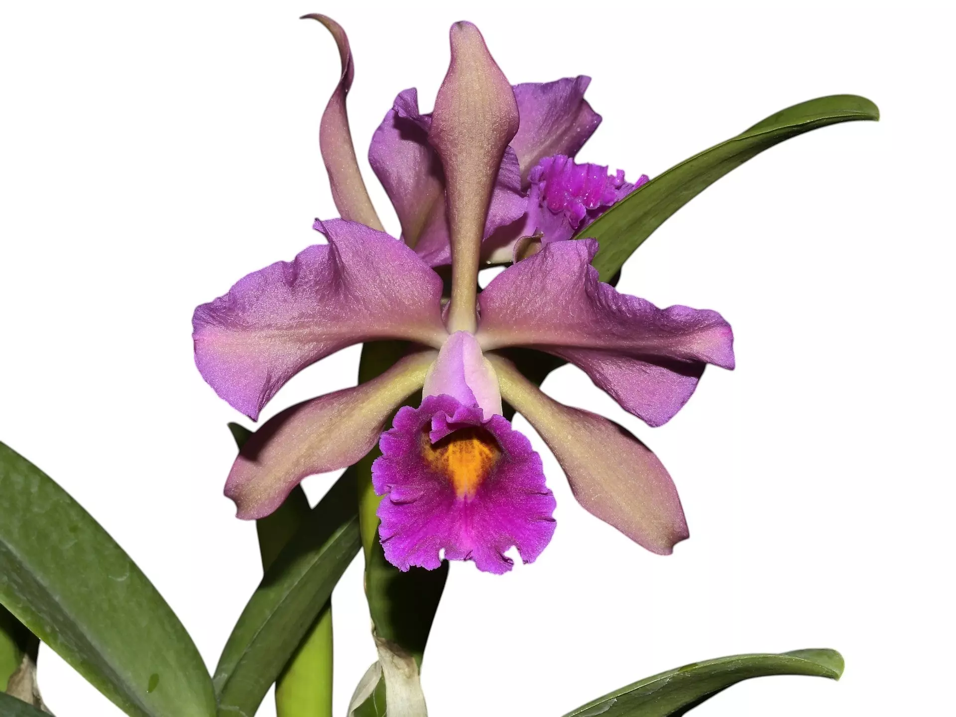 plant/Cattleya Lucia Fernandez -p-0