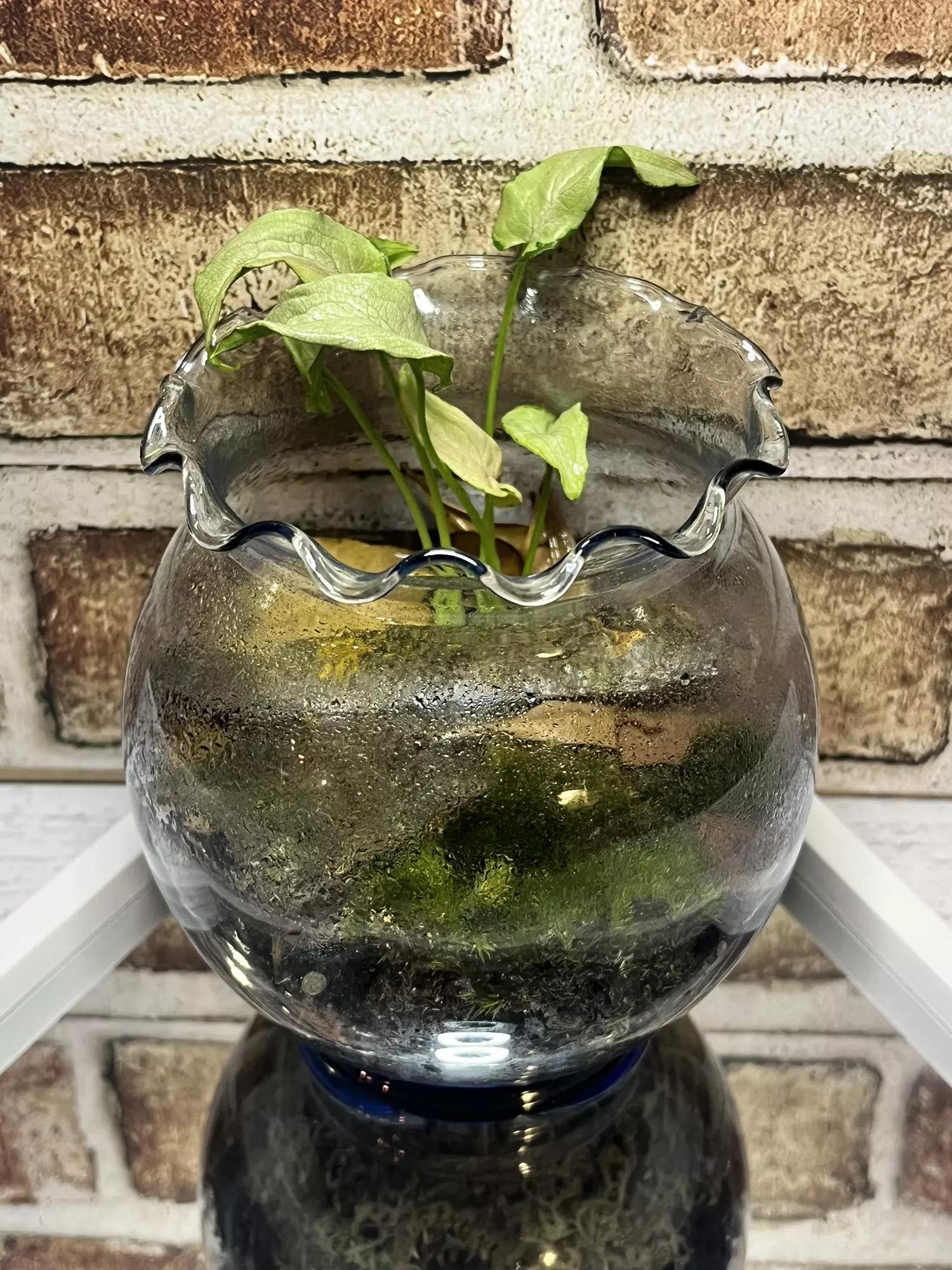 plant/Isopod Terrarium M-0
