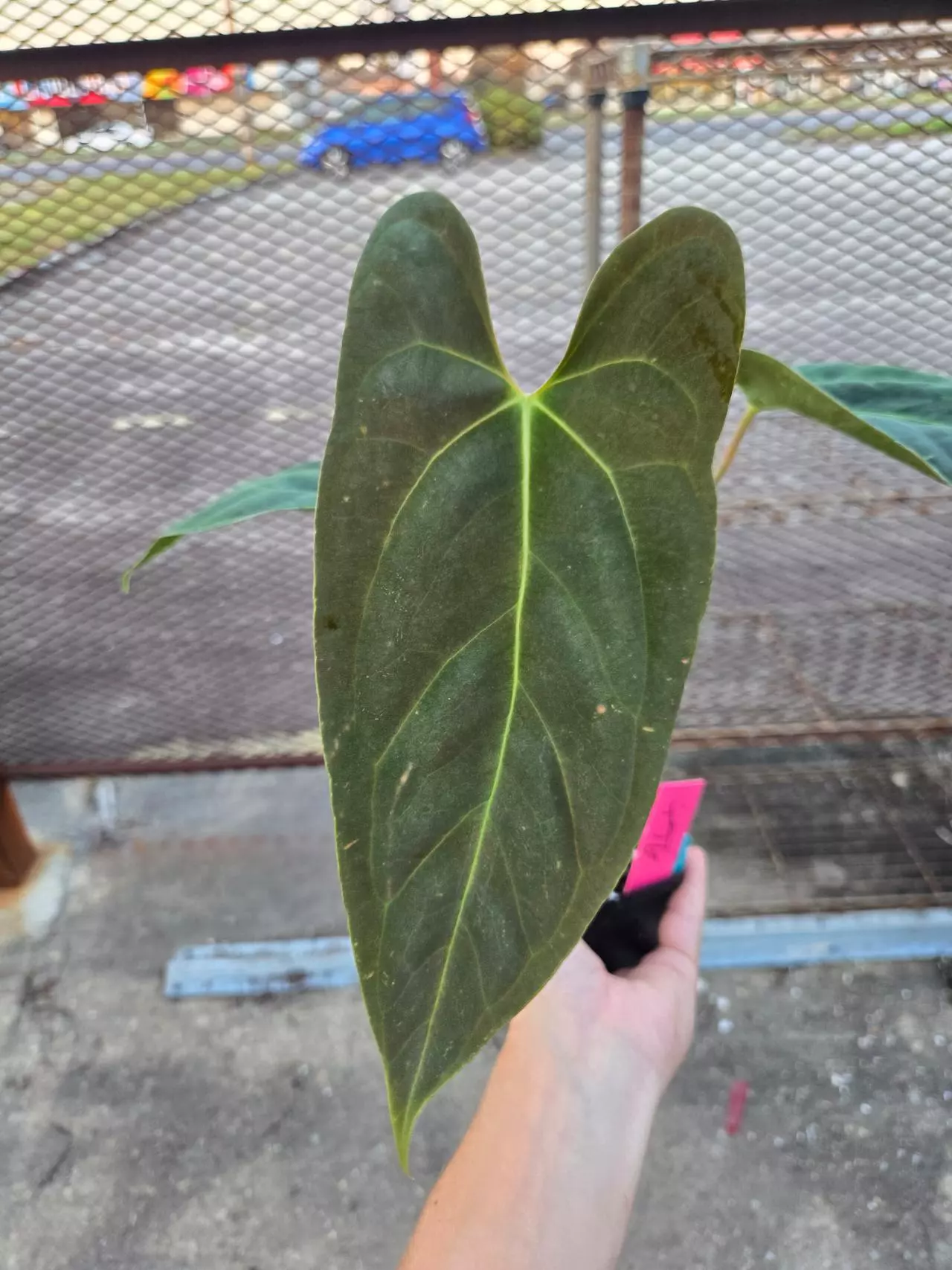 plant/P86 XL.  Pap Nice Pap #1 x Portillae NSE Dewey Fisk Clone-1