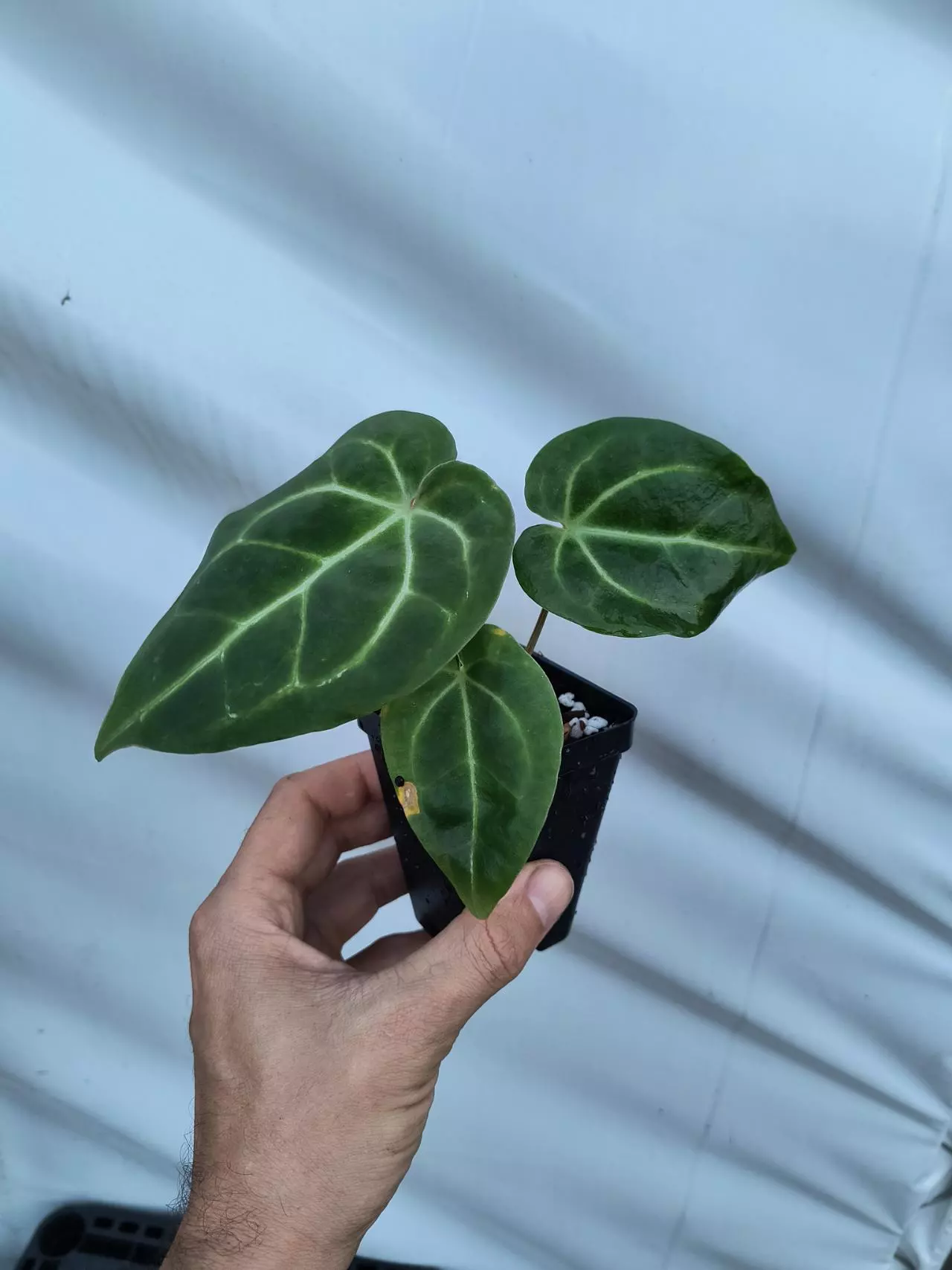 plant/P82 Costa Rican Crystal x self-1