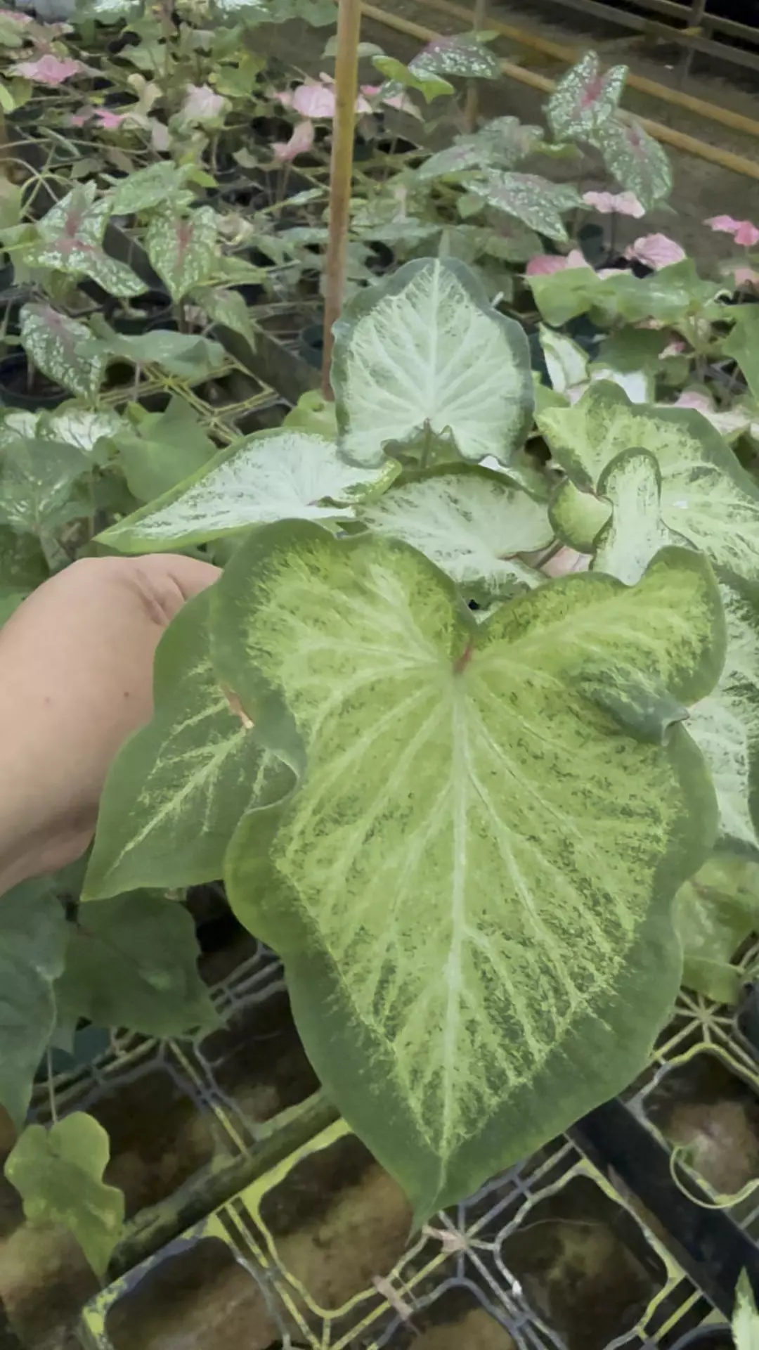 plant/Caladium -p3-0